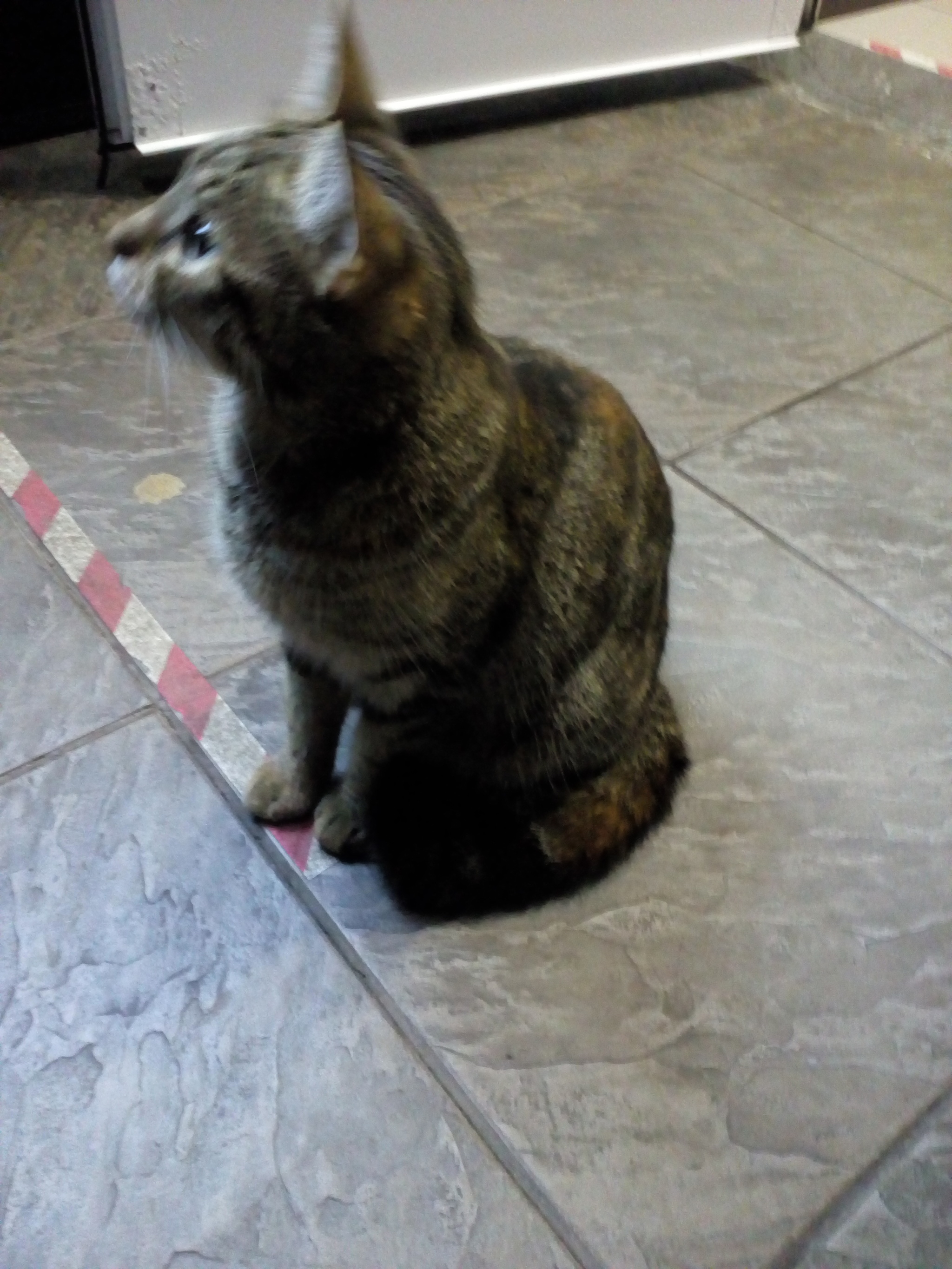 The cat was found in Chertanovo. Whose? - My, Lost, cat, No rating, Longpost, Found a cat, Moscow, Chertanovo