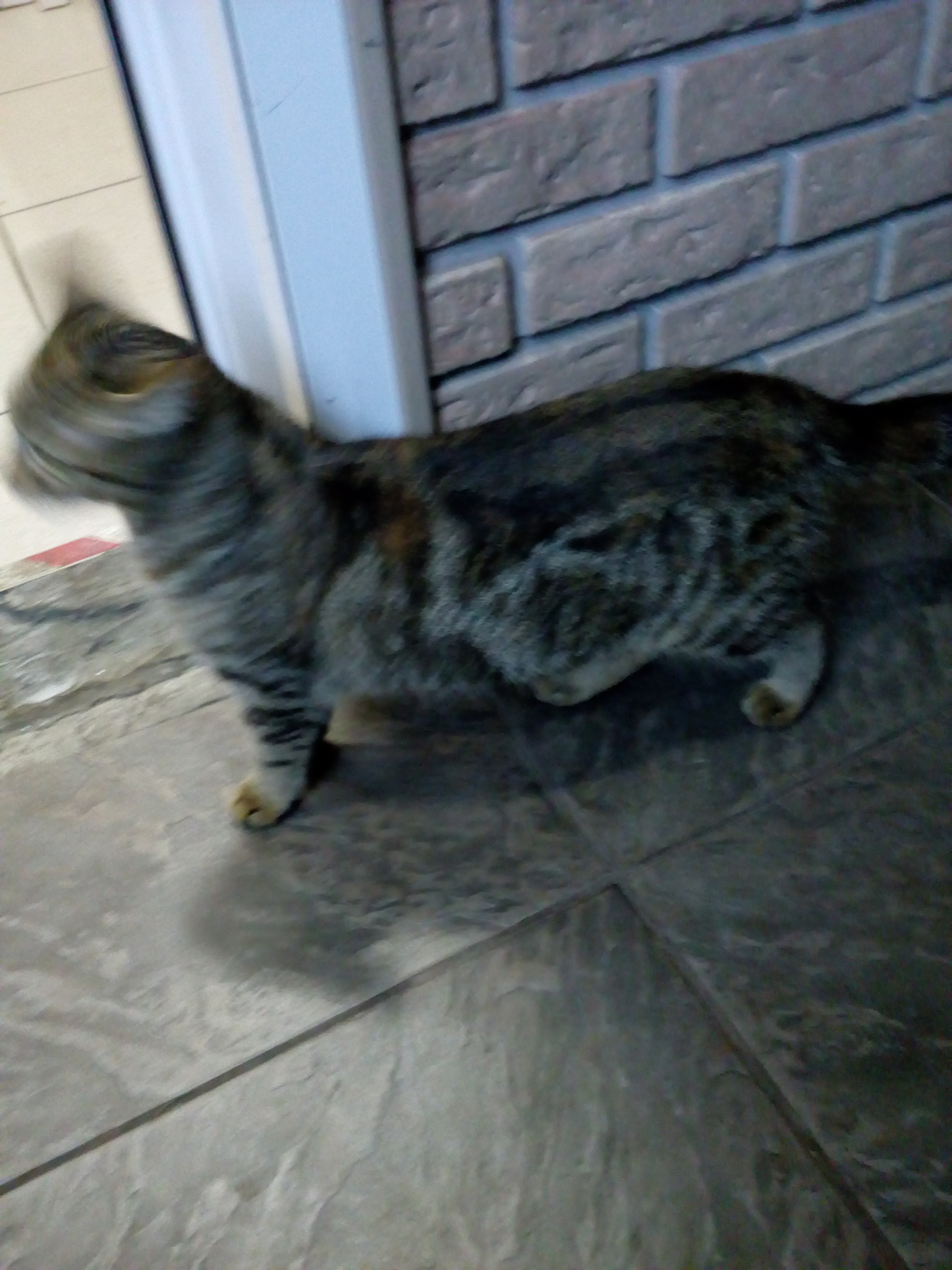 The cat was found in Chertanovo. Whose? - My, Lost, cat, No rating, Longpost, Found a cat, Moscow, Chertanovo