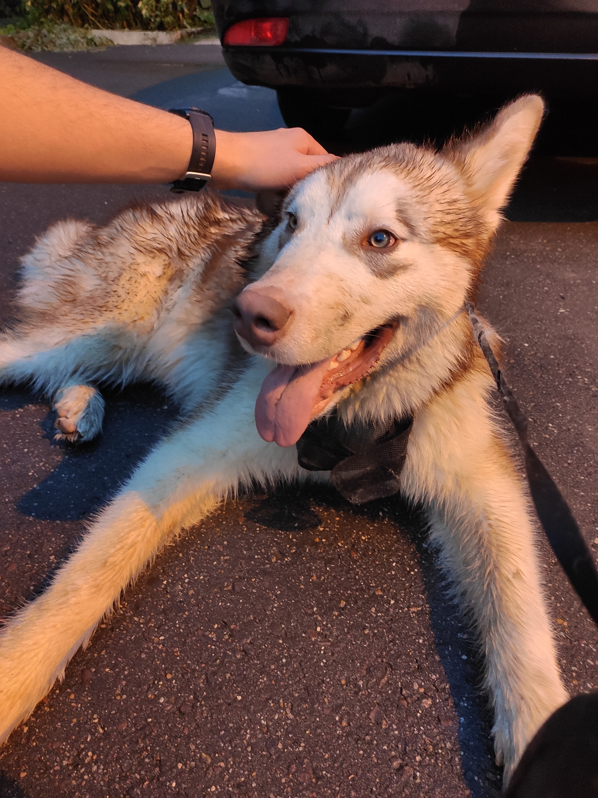 UPD dog found and returned to owner - Dog, Lost, Husky, Laika, No rating, Longpost, Troitsk