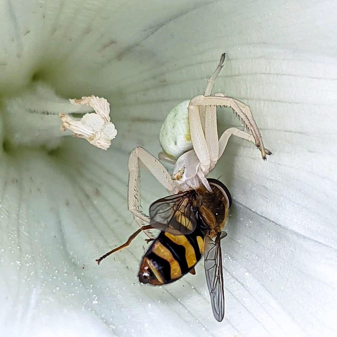 Double mimicry - Spider, Муха, Flowers, Bees, Nature, wildlife, Mimicry, The photo