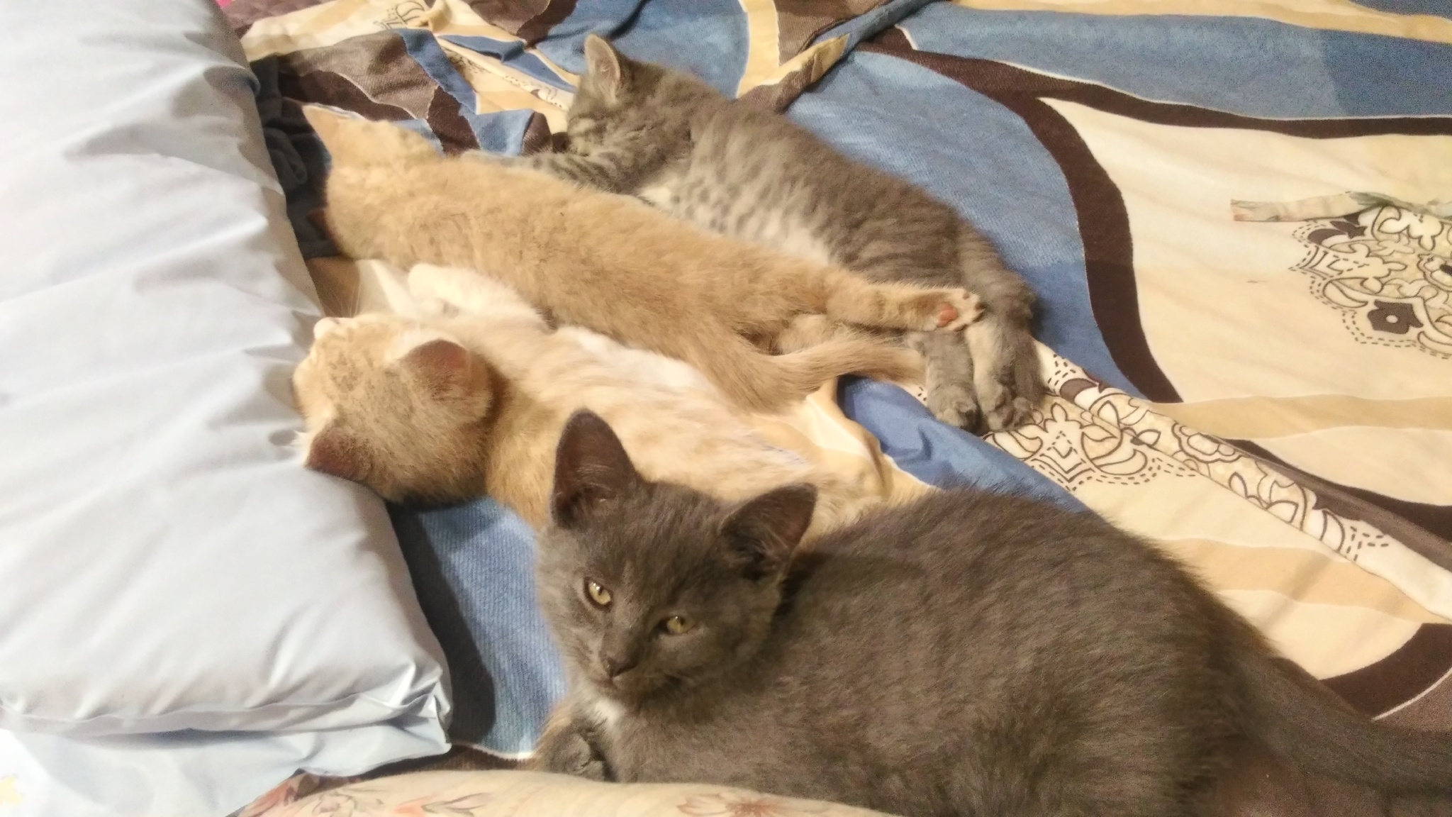 I'll give away the kittens - Moscow region, Kittens, Longpost, cat, In good hands, No rating