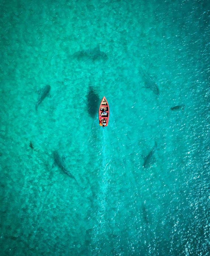 Suddenly I suddenly didn’t want to swim - A boat, Shark, Unwillingness, Bathing, Sea, The photo