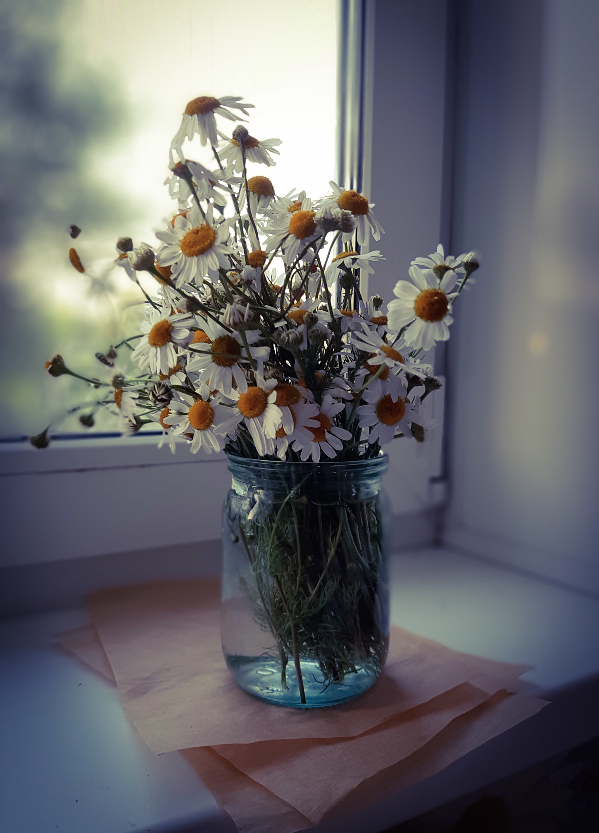 Daisies - My, Chamomile, Mobile photography