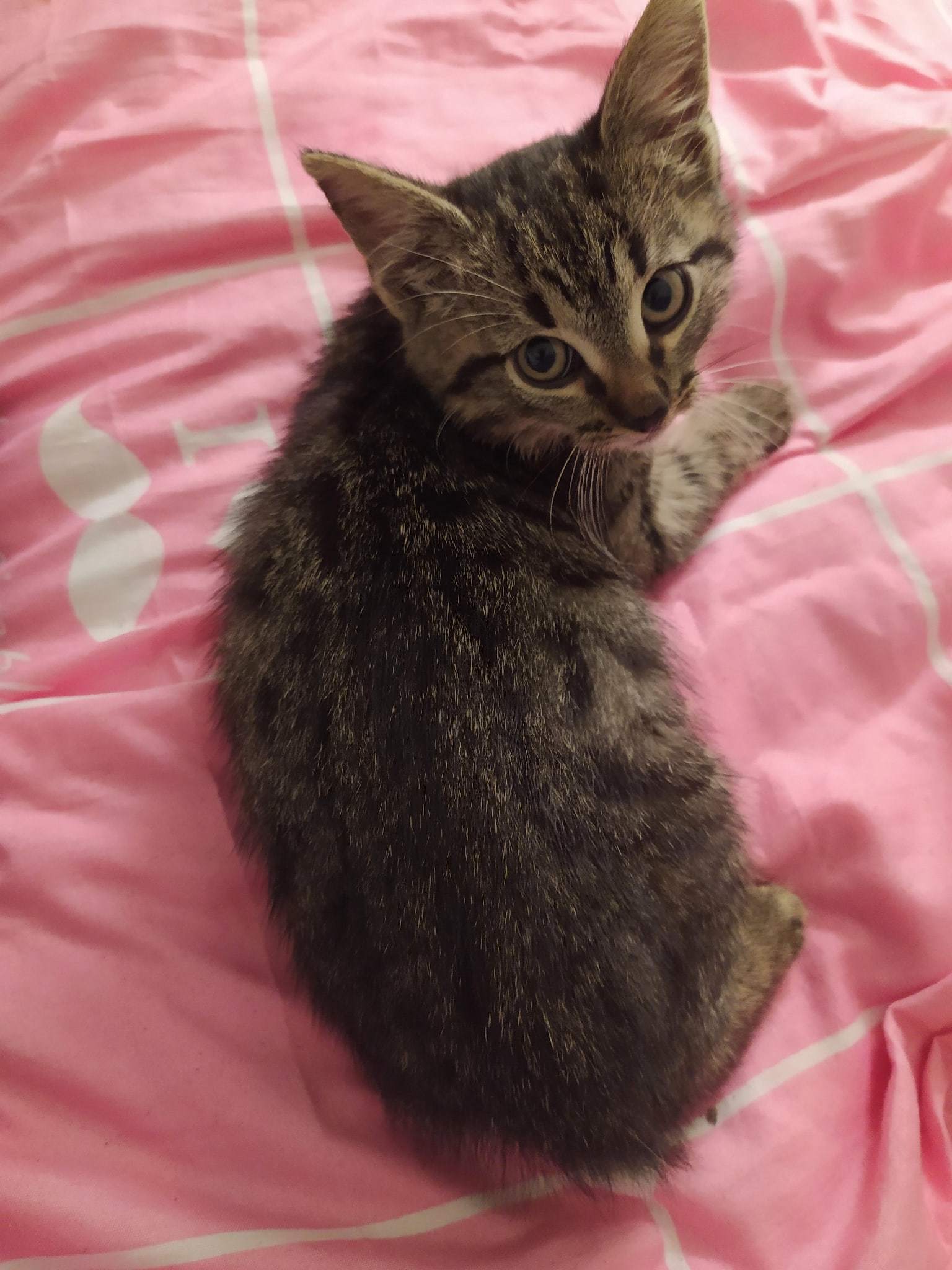 Kitten found - My, cat, Lost, Animals, Moscow, Found a cat, Longpost