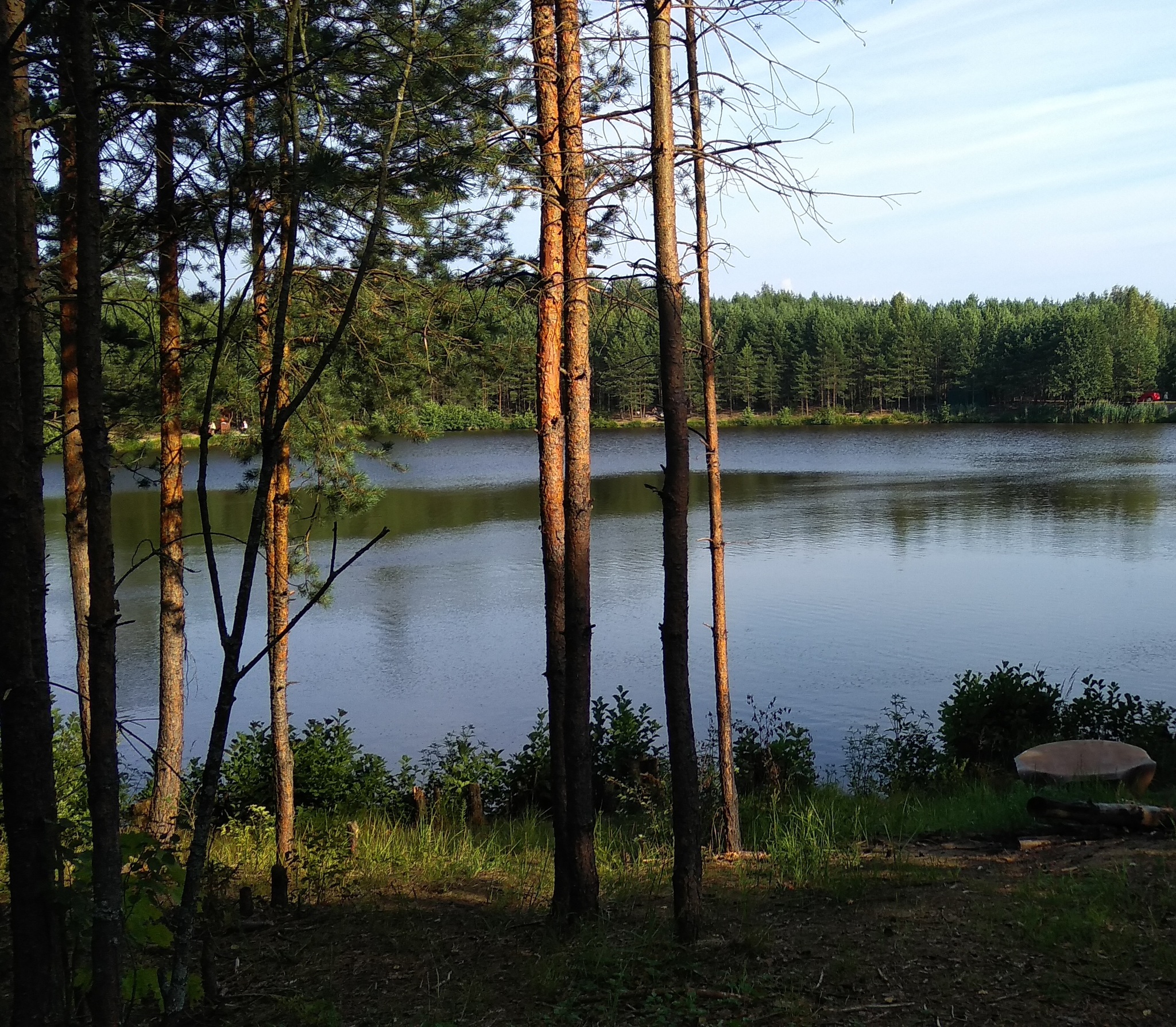 At a lake - My, Lake, Forest, Summer, Nature, Vladimir region, Pine