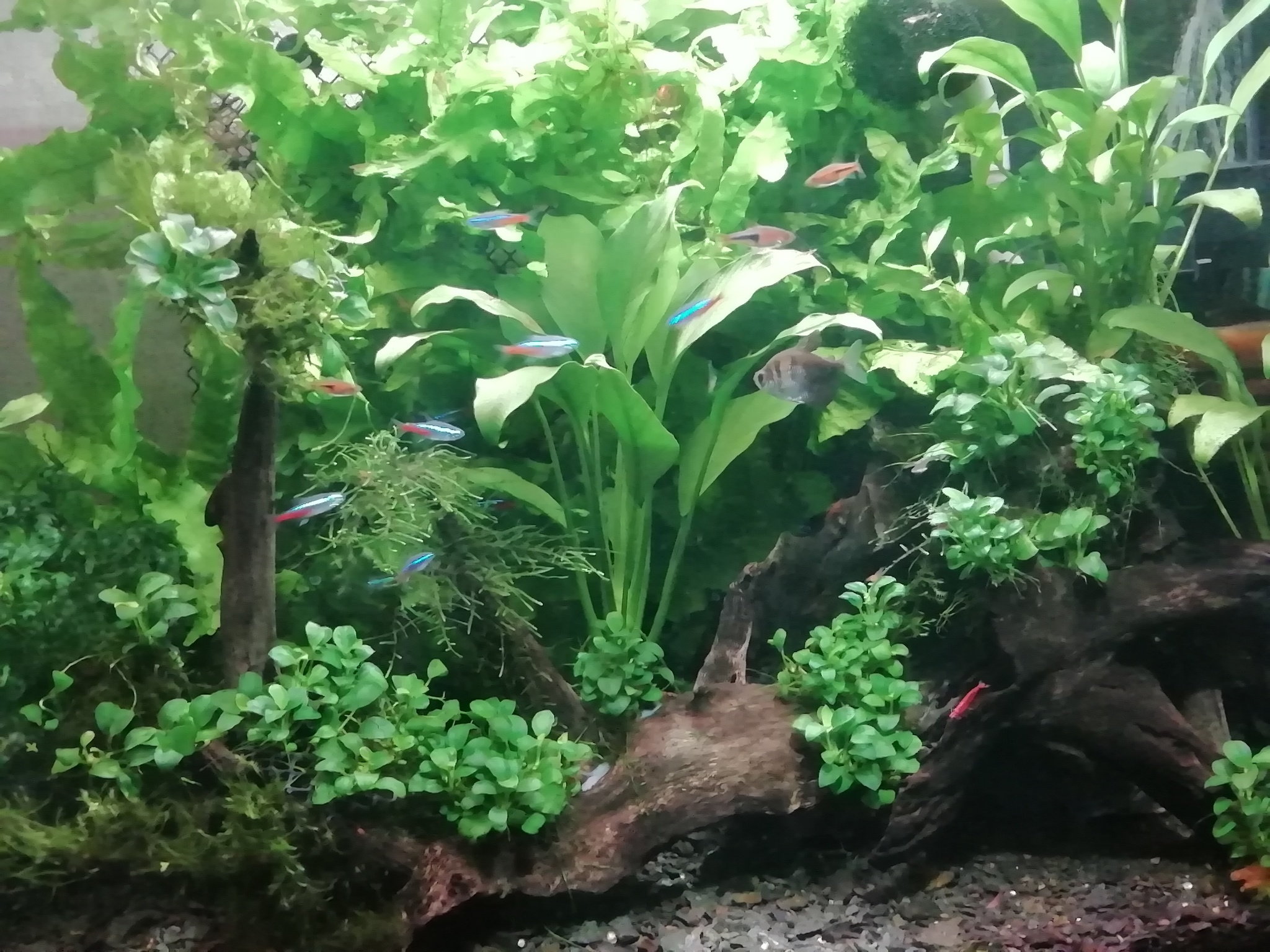 Two aquariums of 150 liters each - My, Aquarium, Aquarium herbalist, Longpost