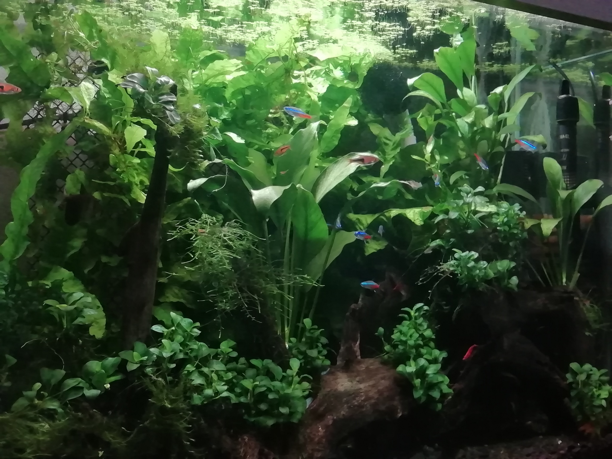 Two aquariums of 150 liters each - My, Aquarium, Aquarium herbalist, Longpost