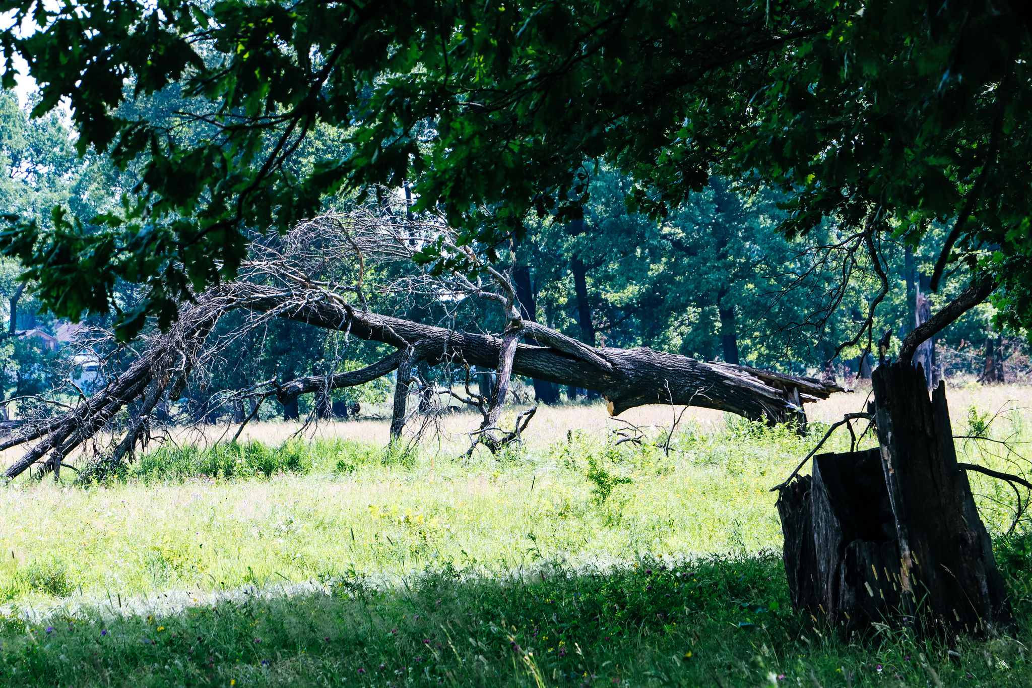 Summer cycling - My, The photo, A bike, Bike ride, Video, Longpost