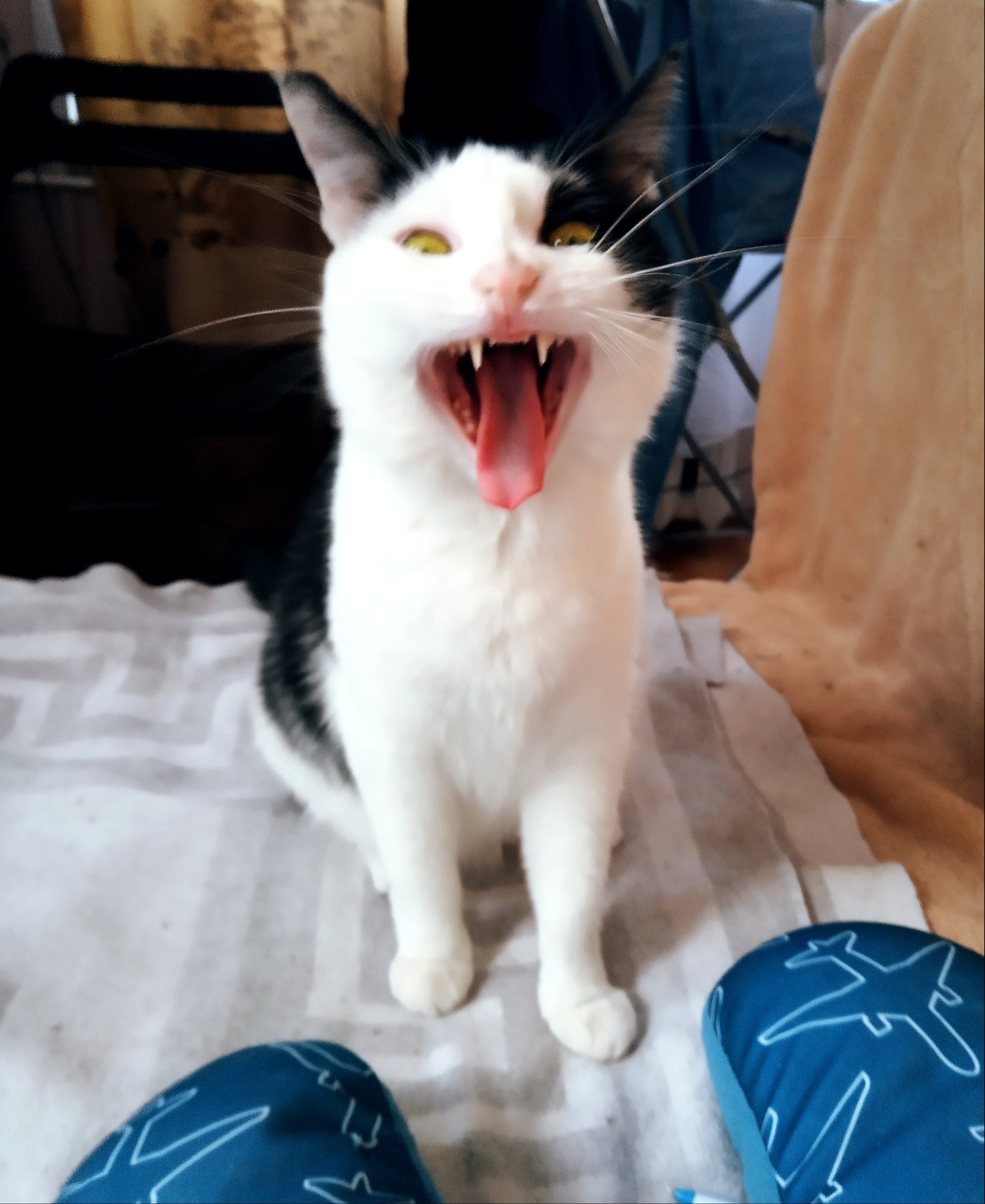 Collection of cat yawns - My, cat, Milota, Longpost