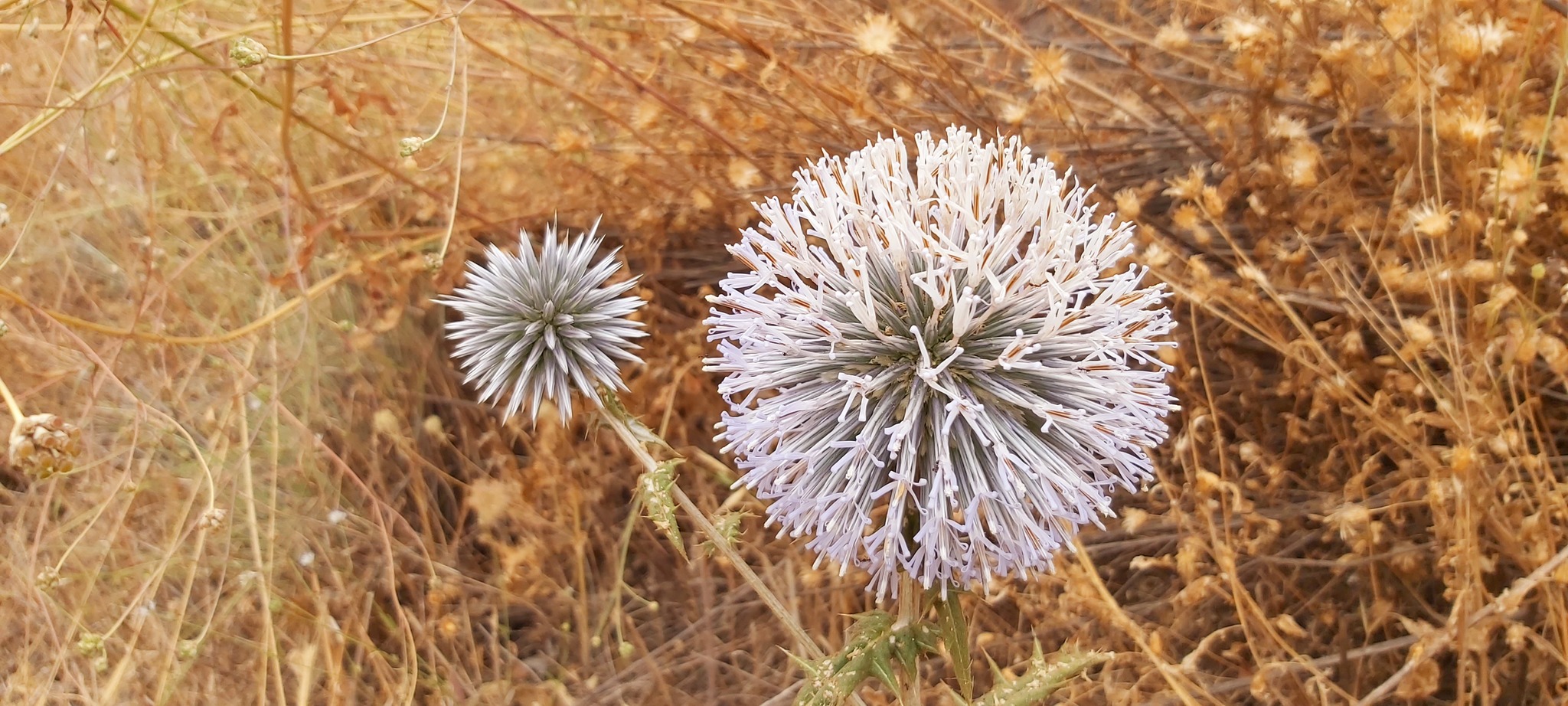 Flower in Israel - My, Wildflowers, beauty