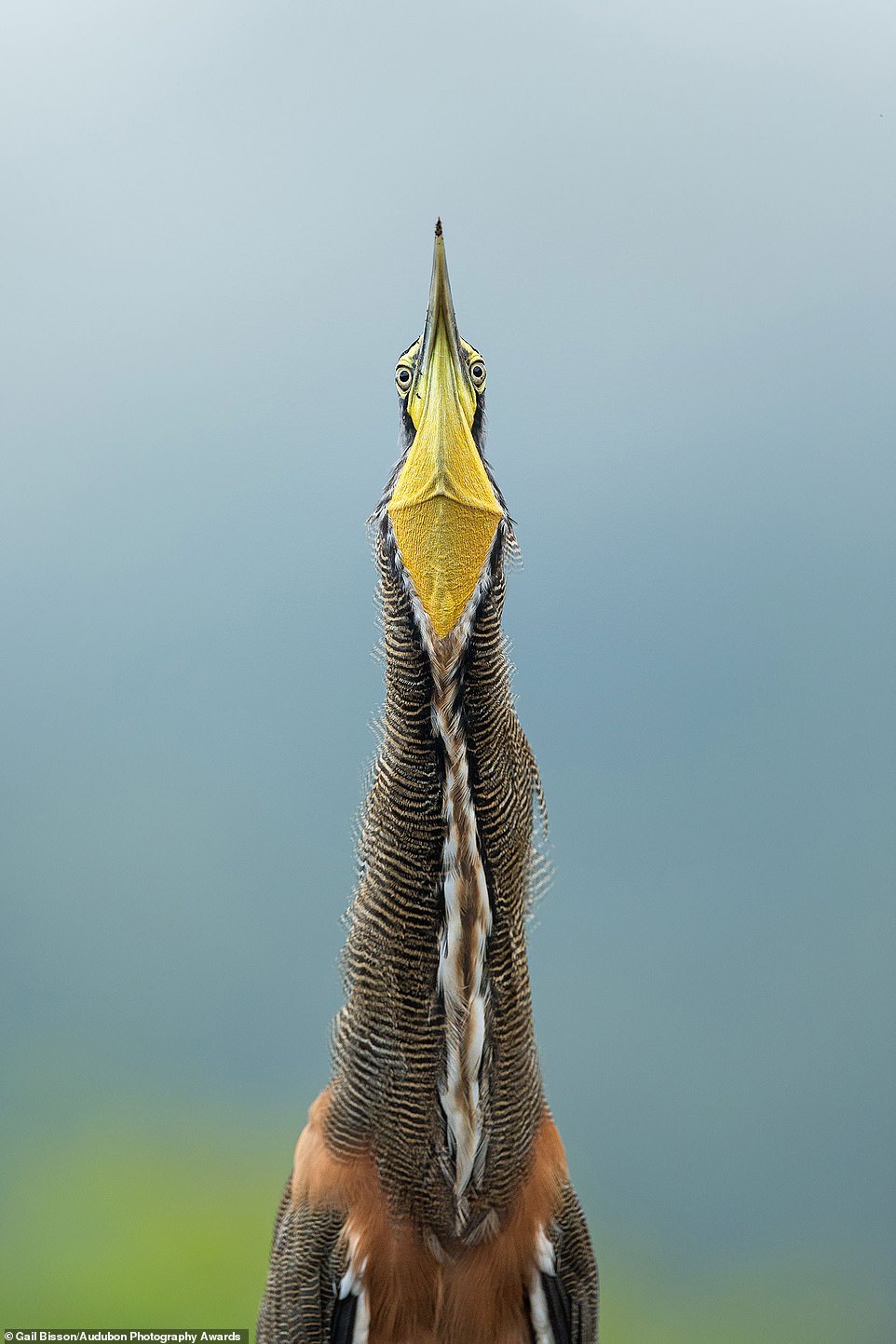 Hello. Is there something wrong? - Heron, The photo, Foreshortening, Birds