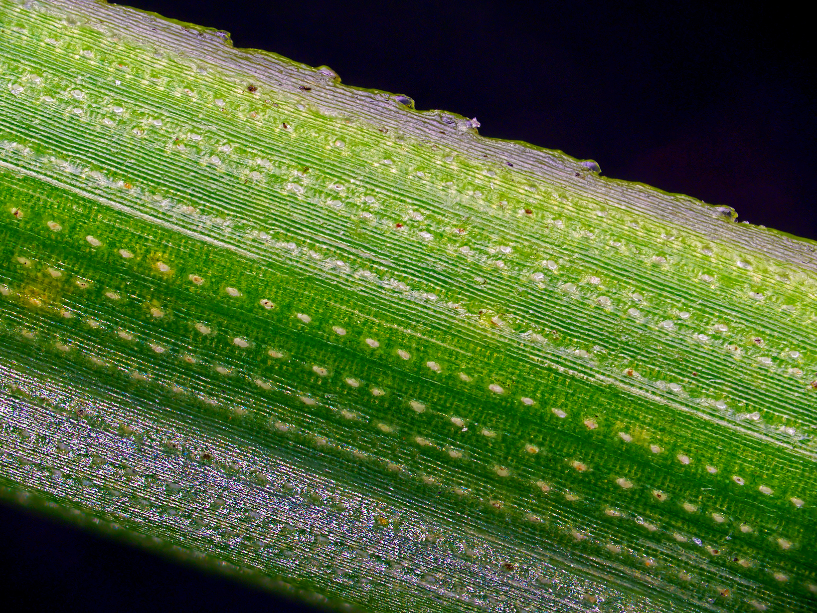 Green gramophone record - My, Macro photography, Microfilming, Microscope, Needle, Pine