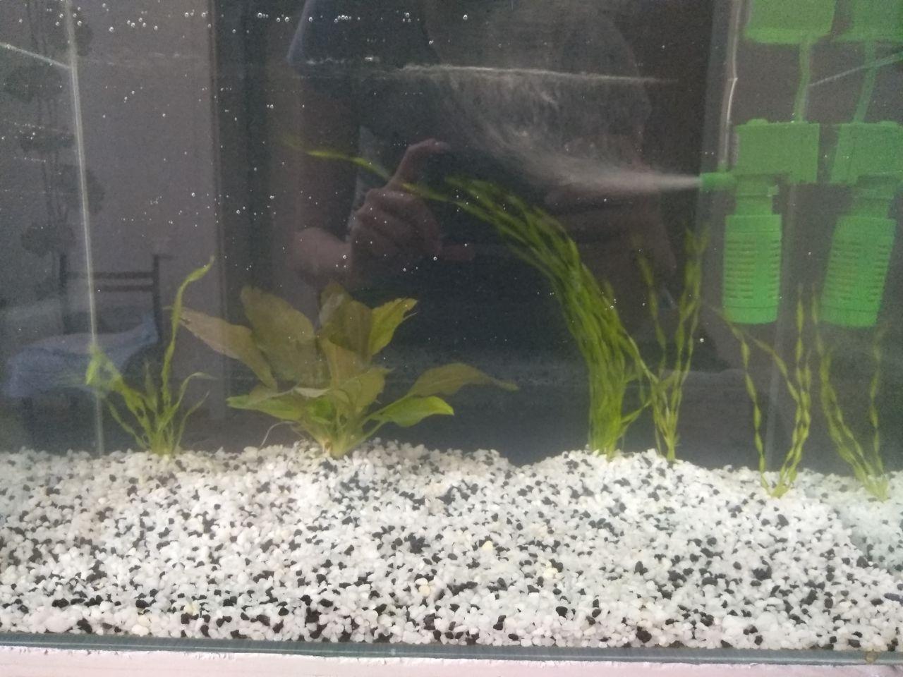 A journey of a thousand miles begins with one step - My, Longpost, Aquarium, Aquarium fish