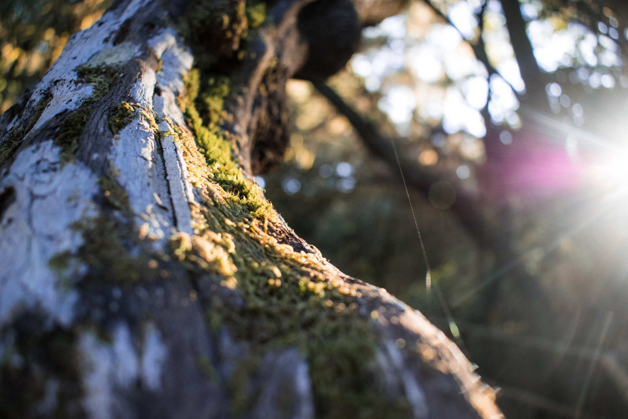 Canary Islands - My, Nikon d5300, Sigma 17-50, The photo, Nature, Travels, National park, Moss, Longpost