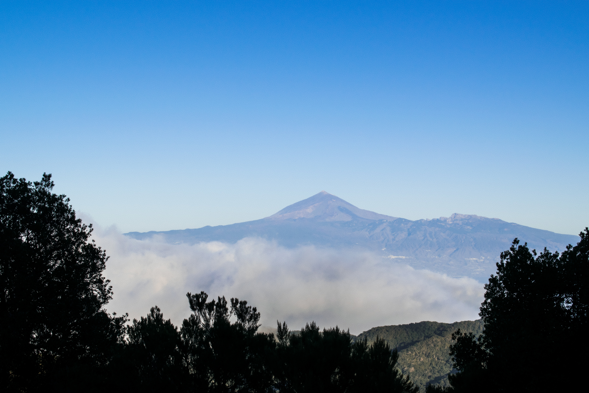 Canary Islands - My, Nikon d5300, Sigma 17-50, The photo, Nature, Travels, National park, Moss, Longpost