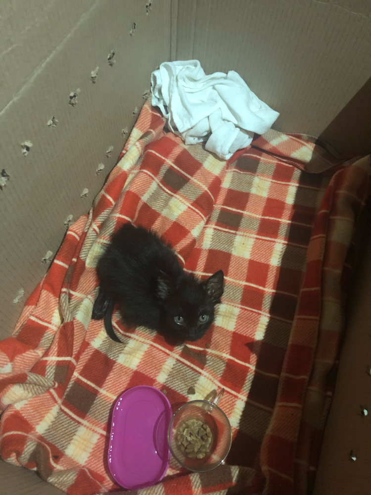 Found a kitten - My, cat, Foundling, Video, Longpost, Animal Rescue, Kittens, Help, Black cat