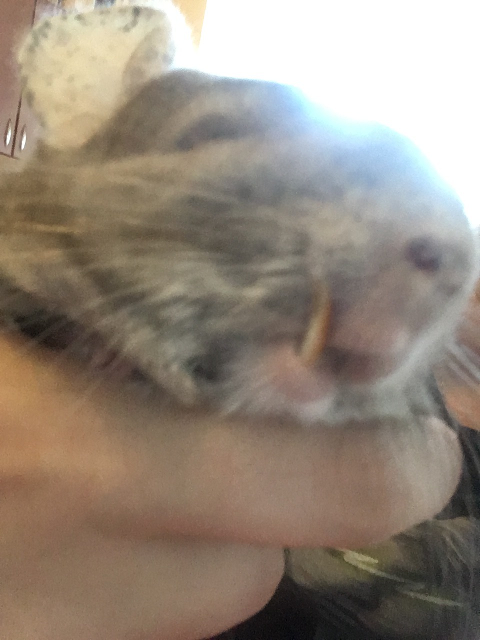 Teeth problems - Chinchilla, Need advice