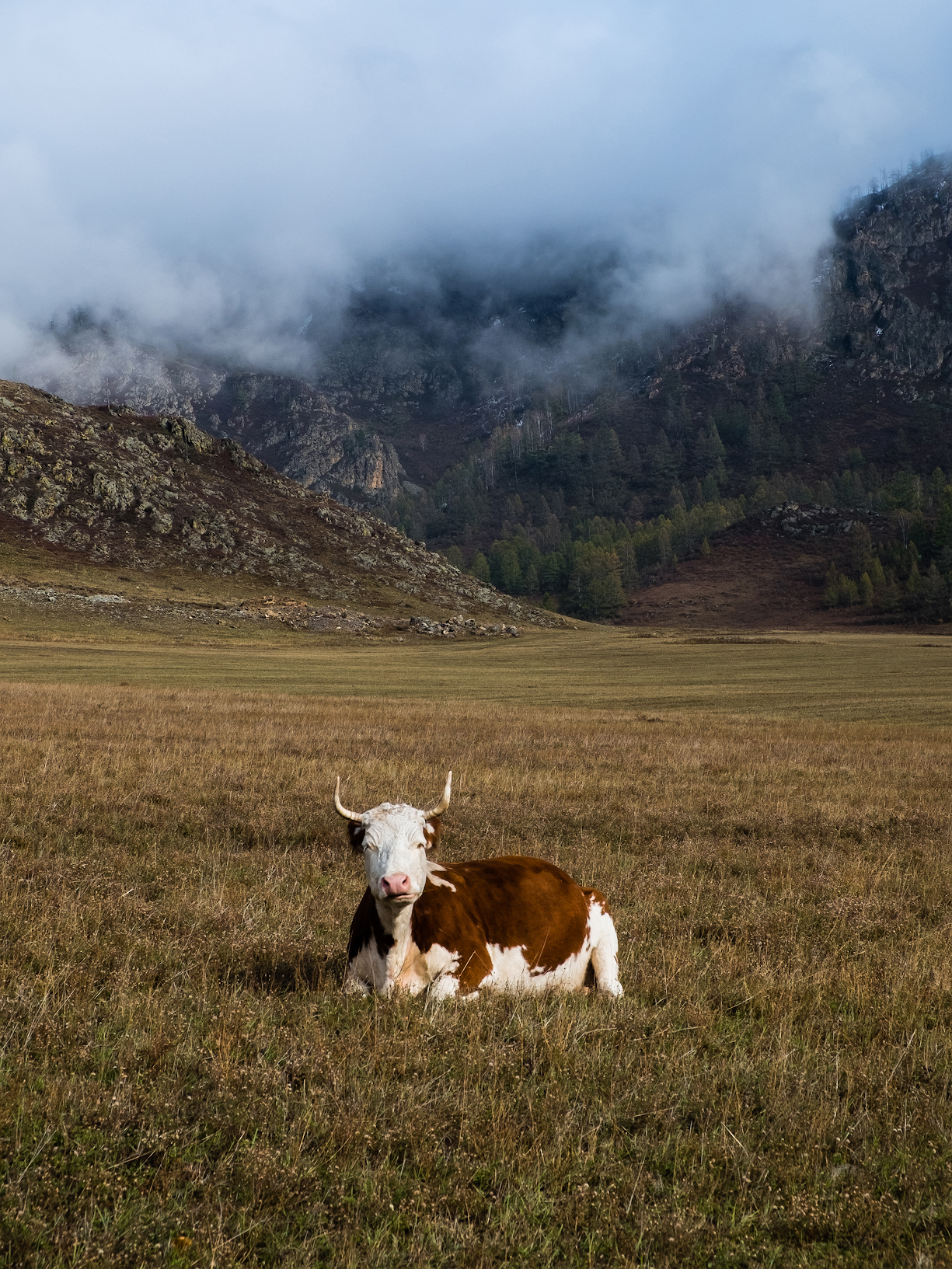 On a mountain pasture - My, Altai Republic, Nature, The mountains, Siberia, The photo, Cow, Autumn, The nature of Russia