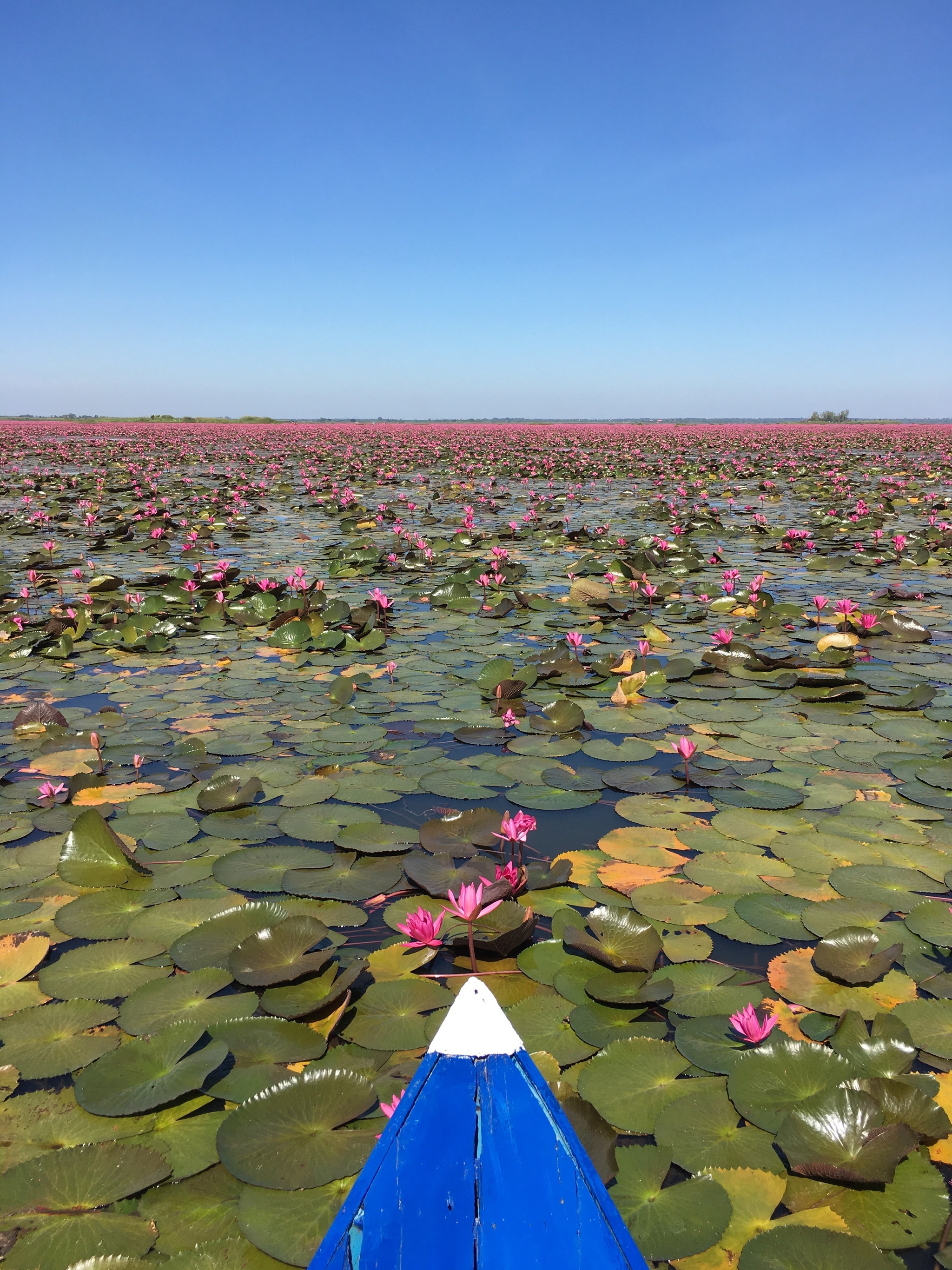 Sea of ??lotuses - My, Mobile photography, Beginning photographer, Amateur photography, Thailand, lotus lake, Lotus