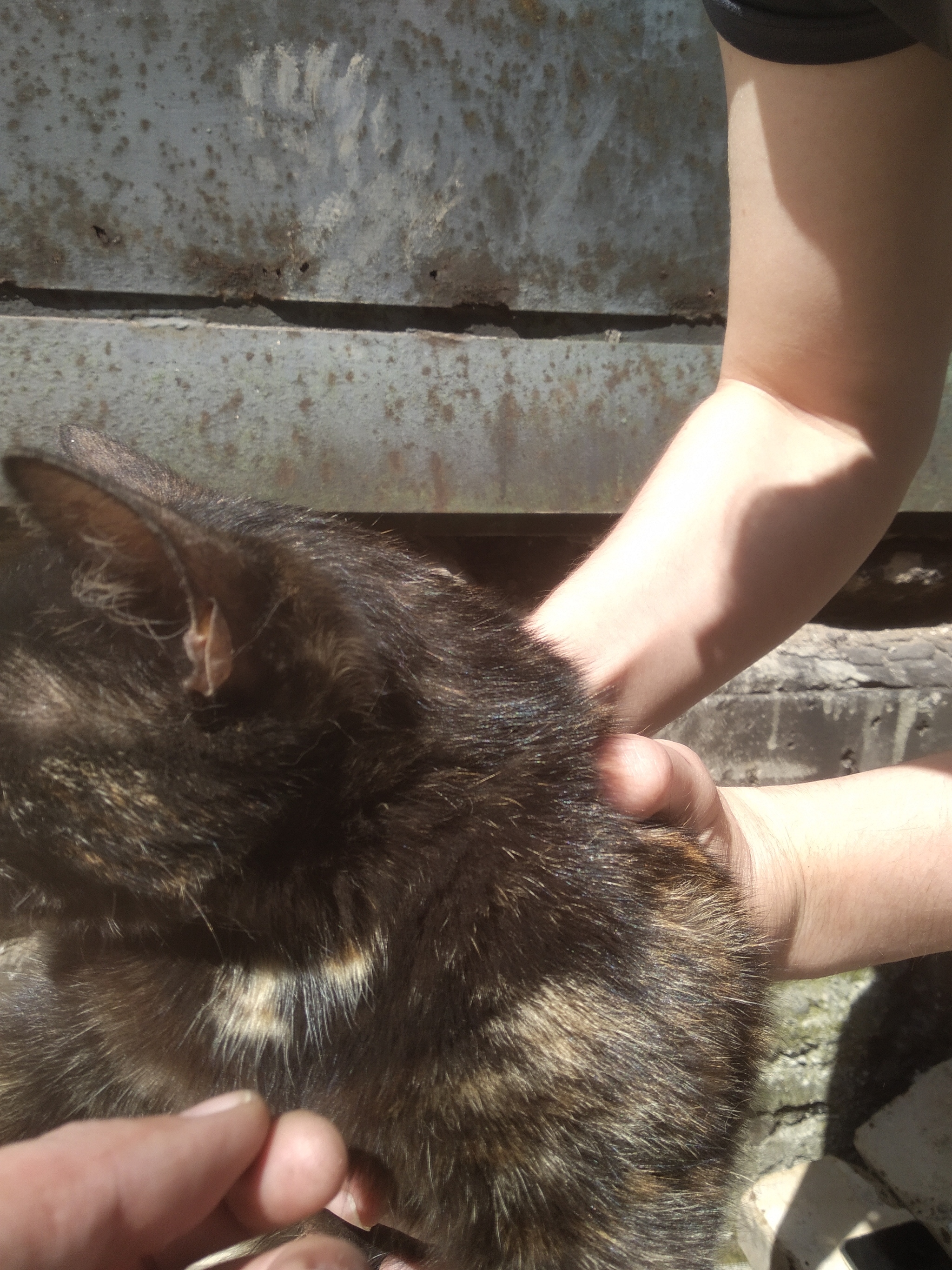 SOS. The cat needs help! Moscow - cat, Help, No rating, Longpost, Moscow