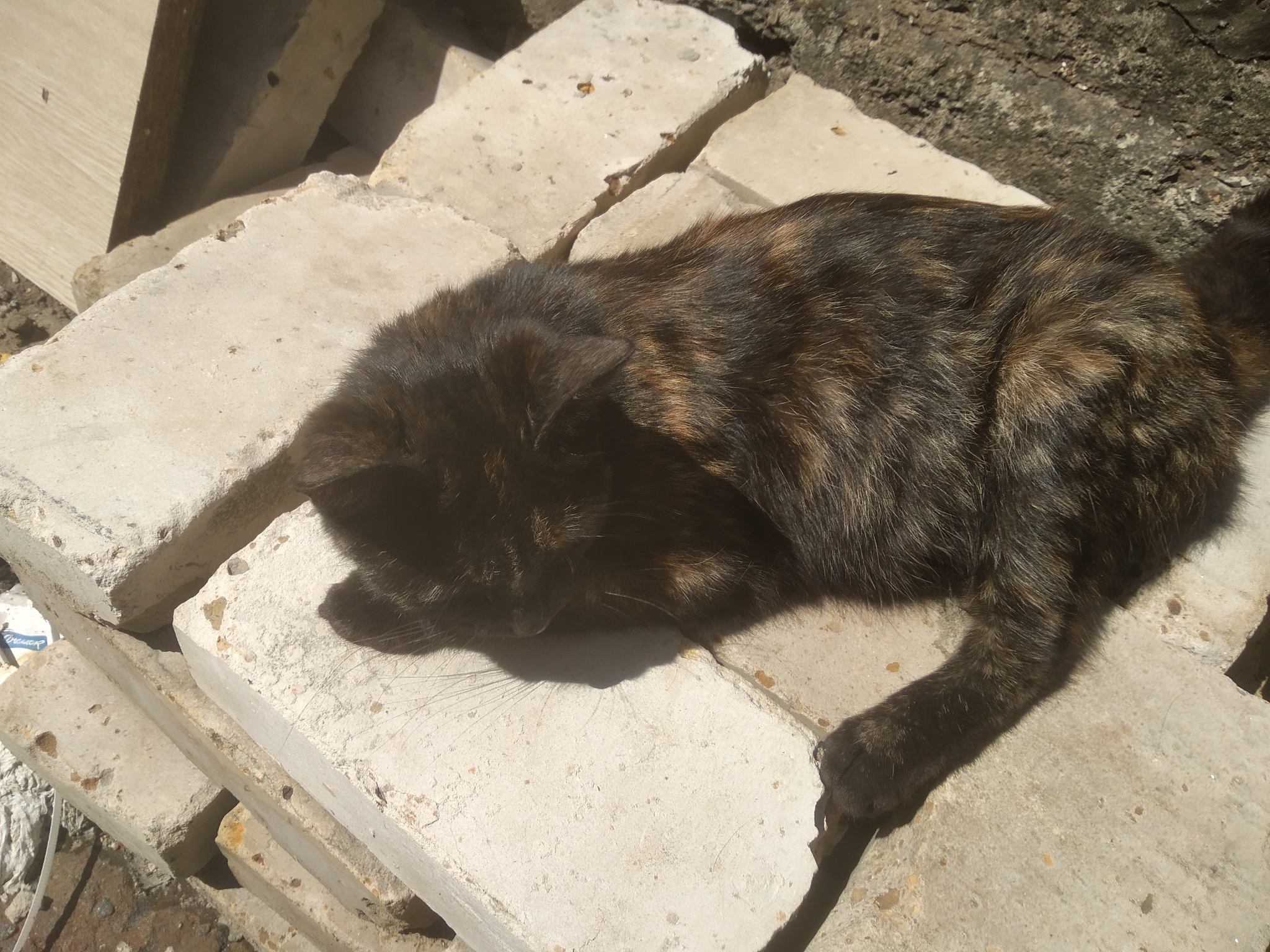 SOS. The cat needs help! Moscow - cat, Help, No rating, Longpost, Moscow