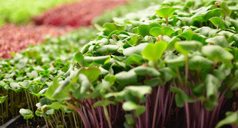 Microgreens, how I get started - My, Microgreens, Friday tag is mine