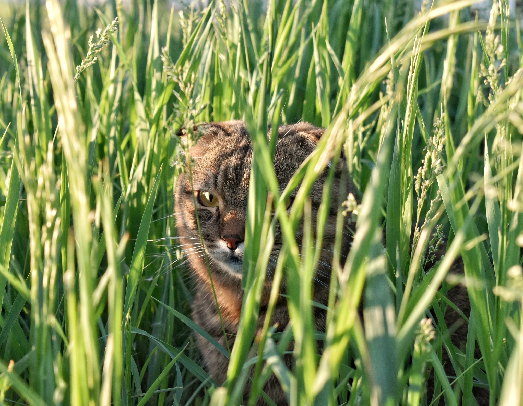 Hidden bite - cat, Pets