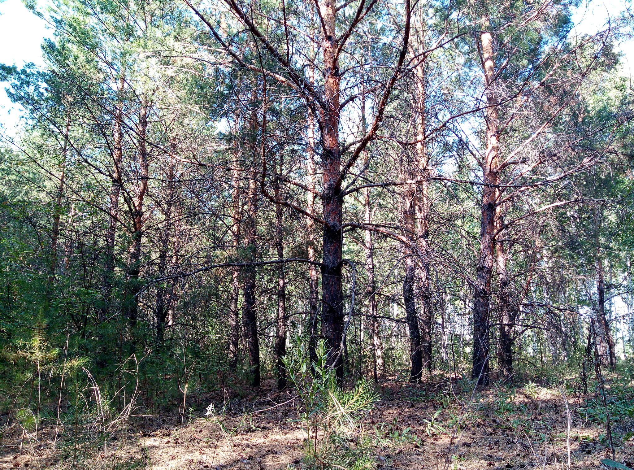 A little bit of nature and a funny story (in my opinion) - My, Nature, Forest, Real life story, Relatives, Omsk, Russia, Longpost