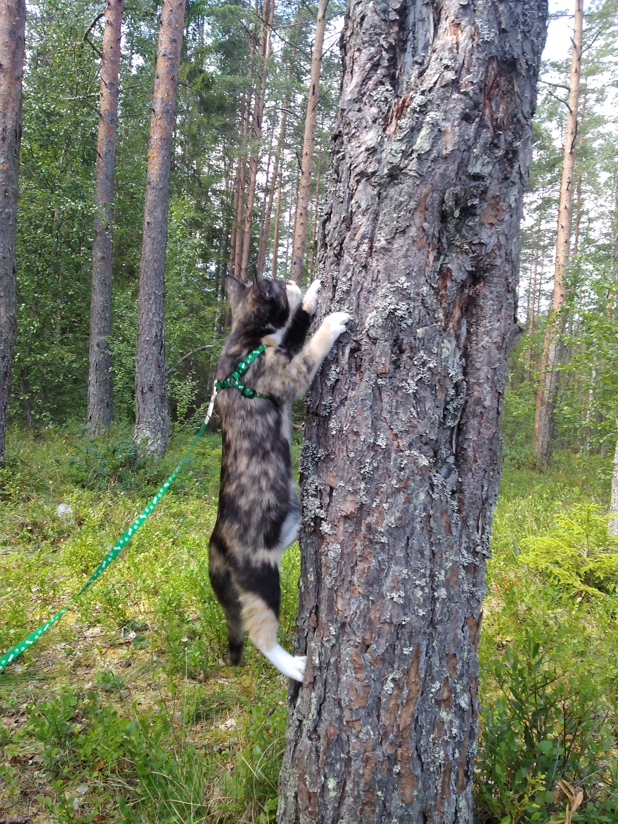 Ashley on a hike - My, Tricolor cat, Hike, Longpost, cat