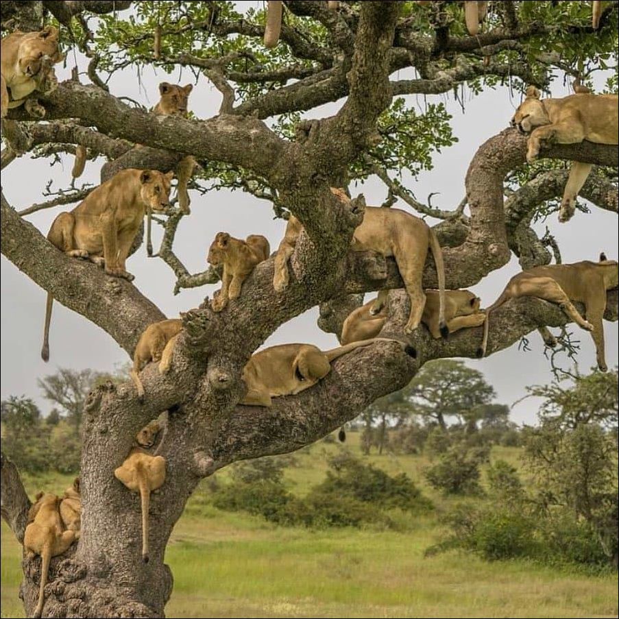 Family tree - a lion, Pride, Tree, Animals, Big cats, Wild animals, Africa, The photo