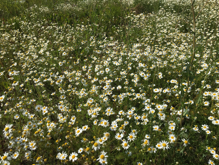 Chamomile Sea - My, The photo, Chamomile, Flowers, Nature, Longpost