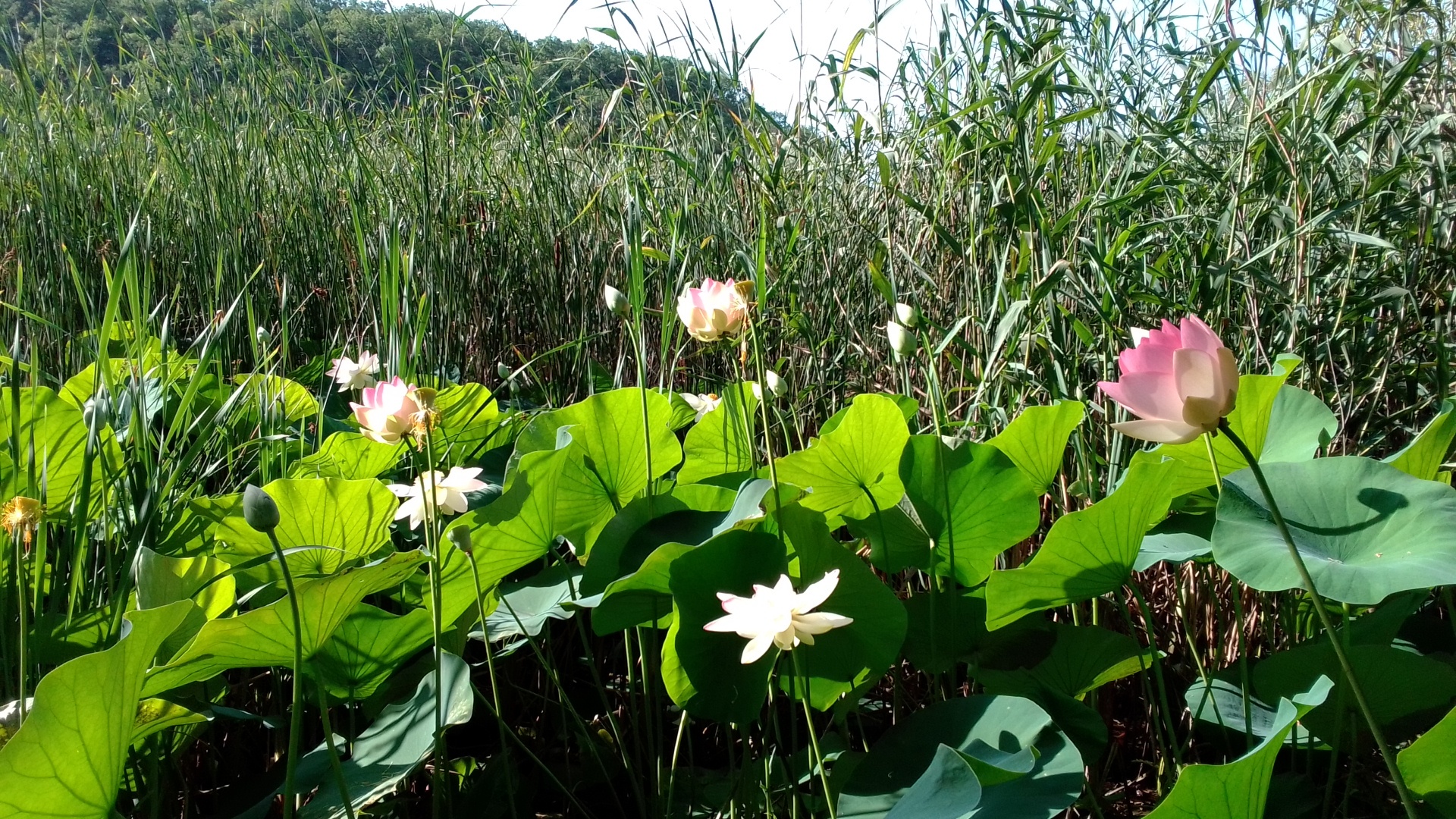 Lotuses - My, lotus lake, Lake, Longpost, Lotus, Flowers