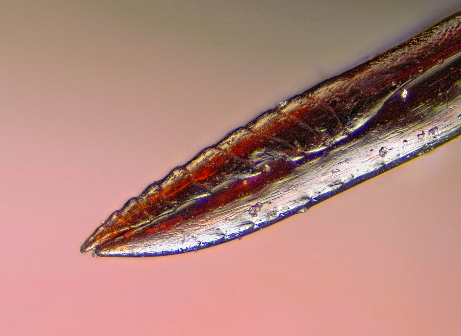 Ovipositor of the ichneumon borer with a diameter of 0.2 mm - My, Macro photography, Microfilming, Drill, Insects, Microscope, Ovipositor, Wasp, Riders