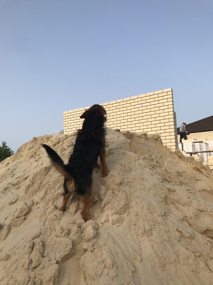 Friendly neighbor - My, Neighbours, Dog, Building, Friend, Animals, Pets, Longpost