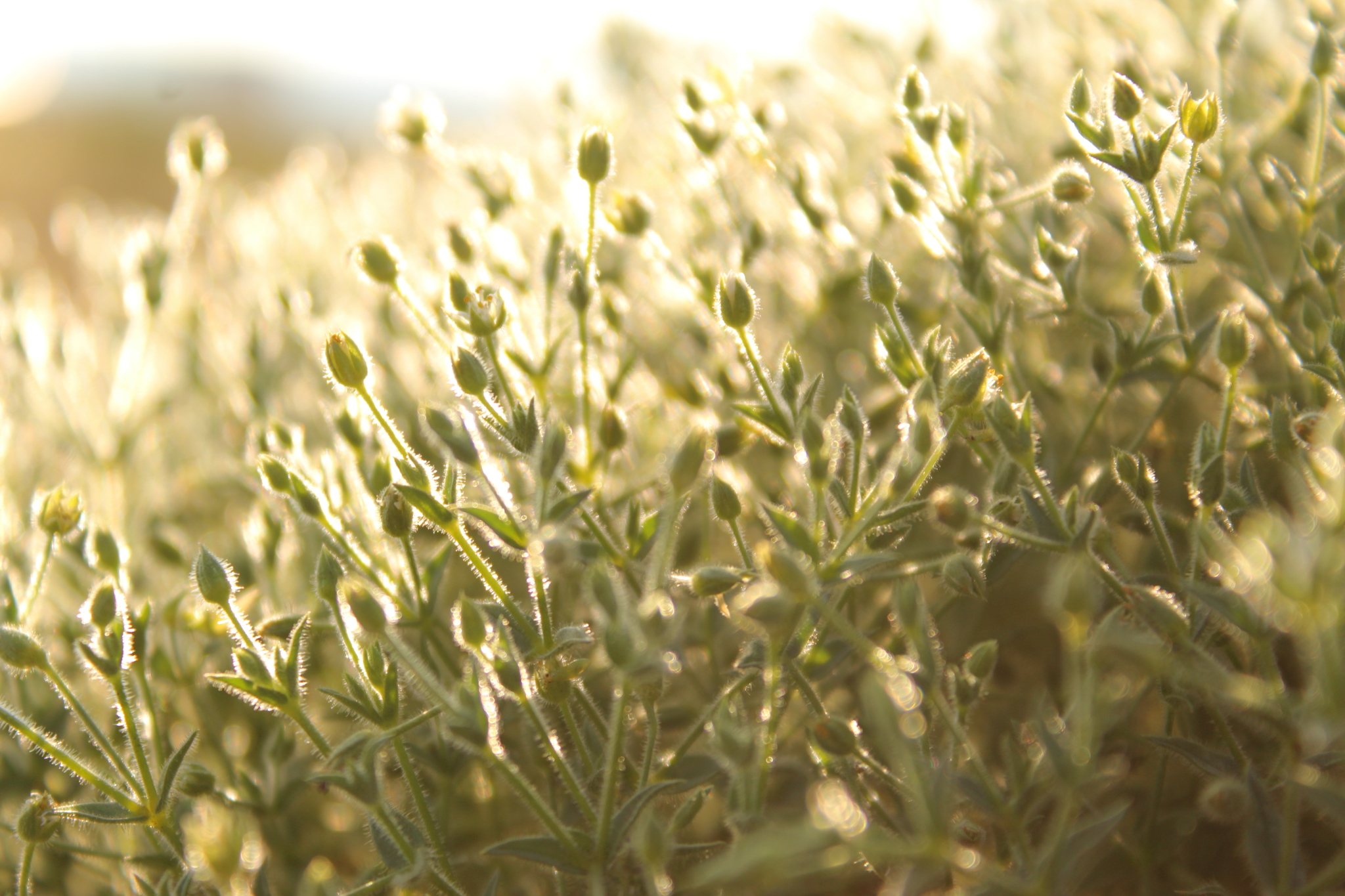 Photo - My, The photo, Beginning photographer, Plants, Flowers, Insects, Clouds, Longpost