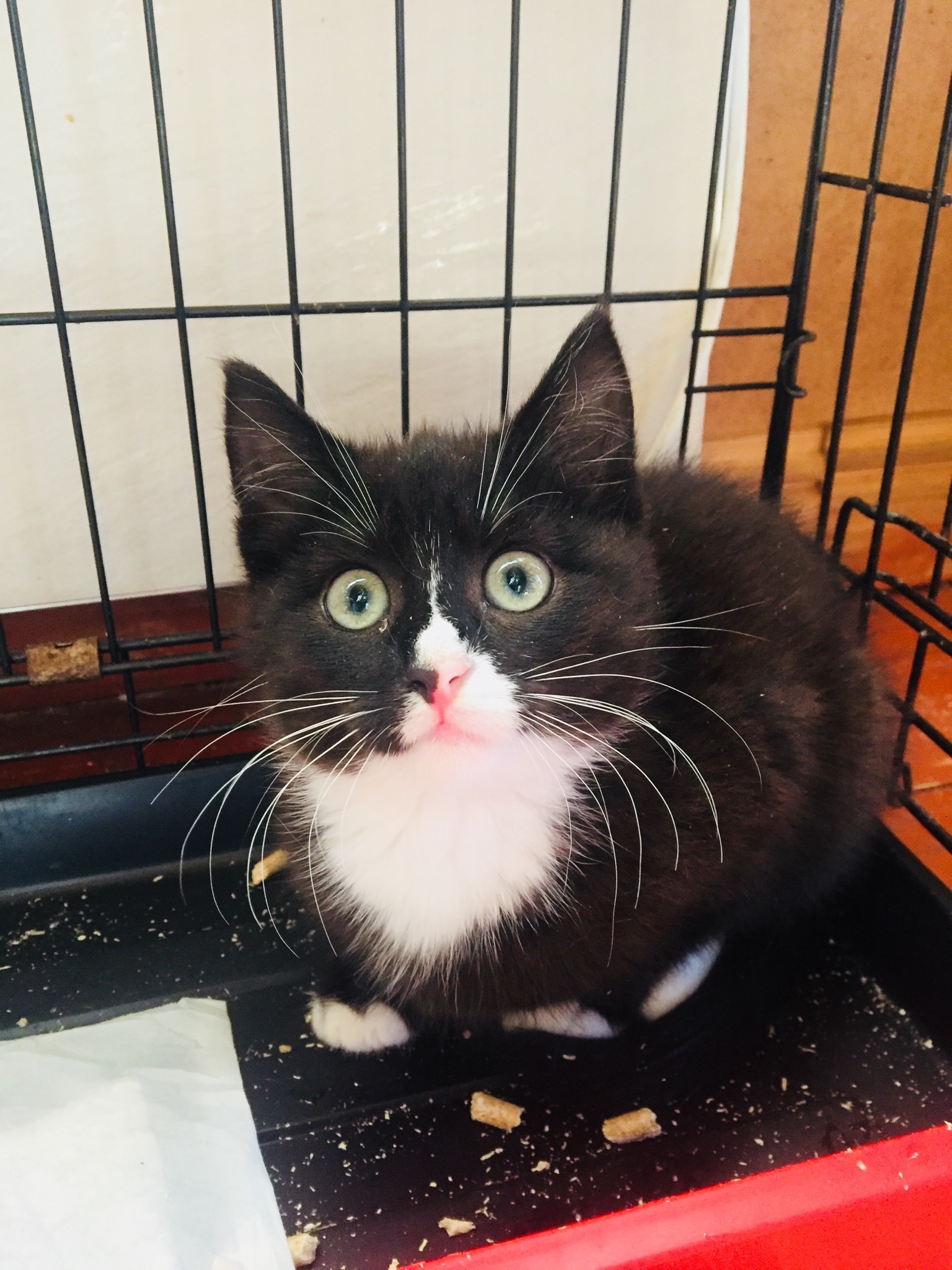 Continuation of the post “Yesterday, during a downpour at 11 pm, someone left teenage kittens under a closed stall near a garbage dump” - My, cat, Kittens, Animal Rescue, Saint Petersburg, Video, Reply to post, Longpost