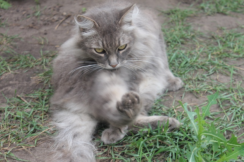 Жизнь домашнего приюта Котоленд 240 - Моё, Кот, Приют, Приют Котоленд, Липецк, Помощь, Доброта, В добрые руки, Длиннопост