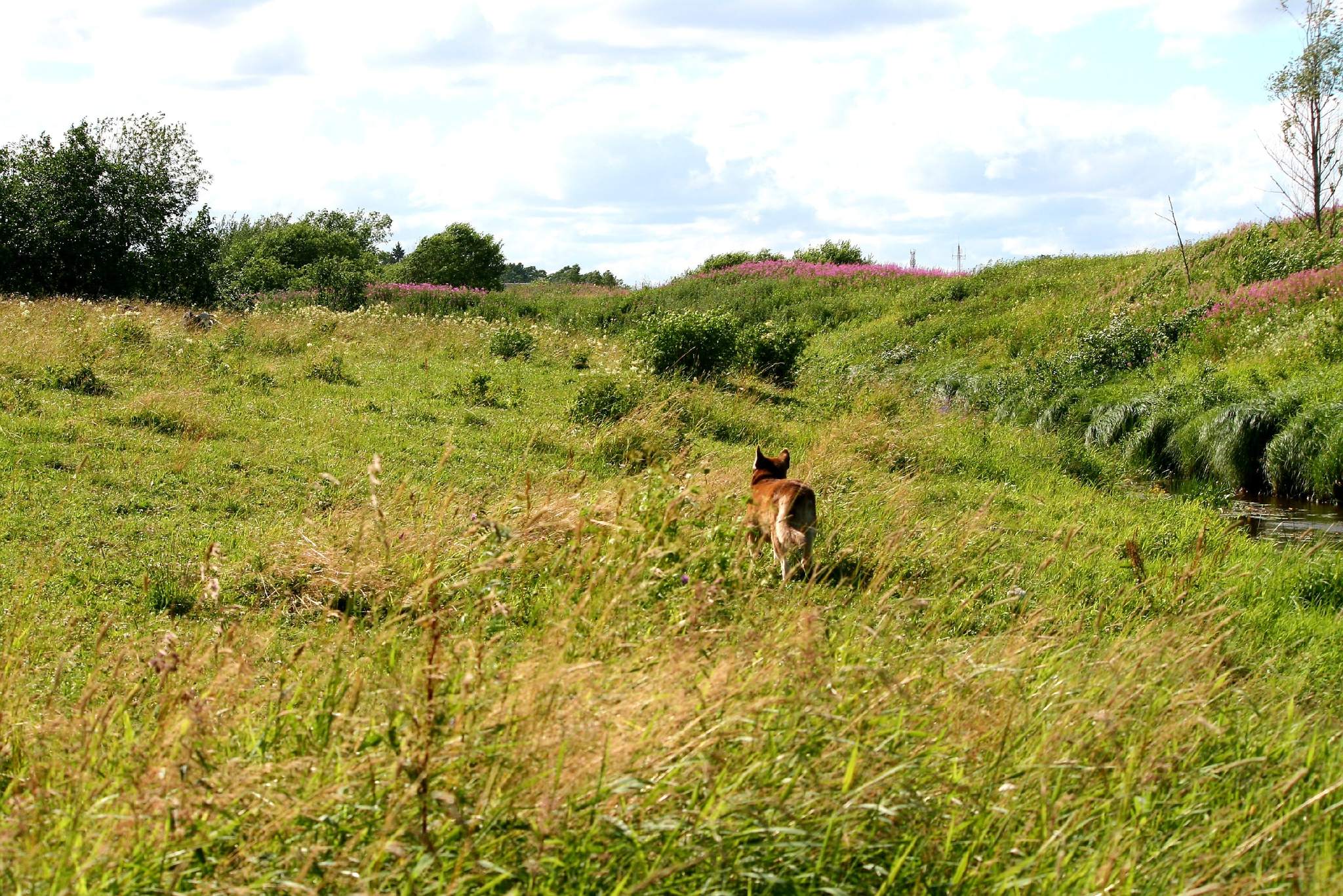 Heifers in the meadows of the Leningrad region - My, Leningrad region, Babino, Meadow, River, Cow, Dog, Alaskan Malamute, Husky, Longpost