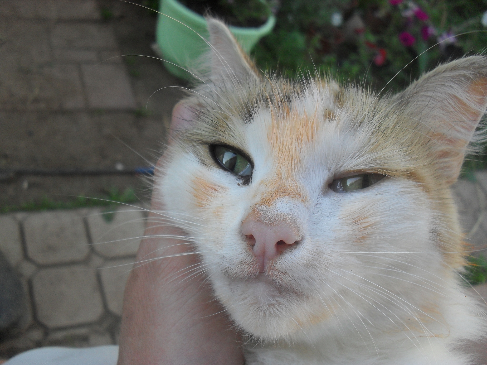 Who climbed onto the table and finished the sprat in tomato? - My, Tricolor cat, Palevo, Longpost