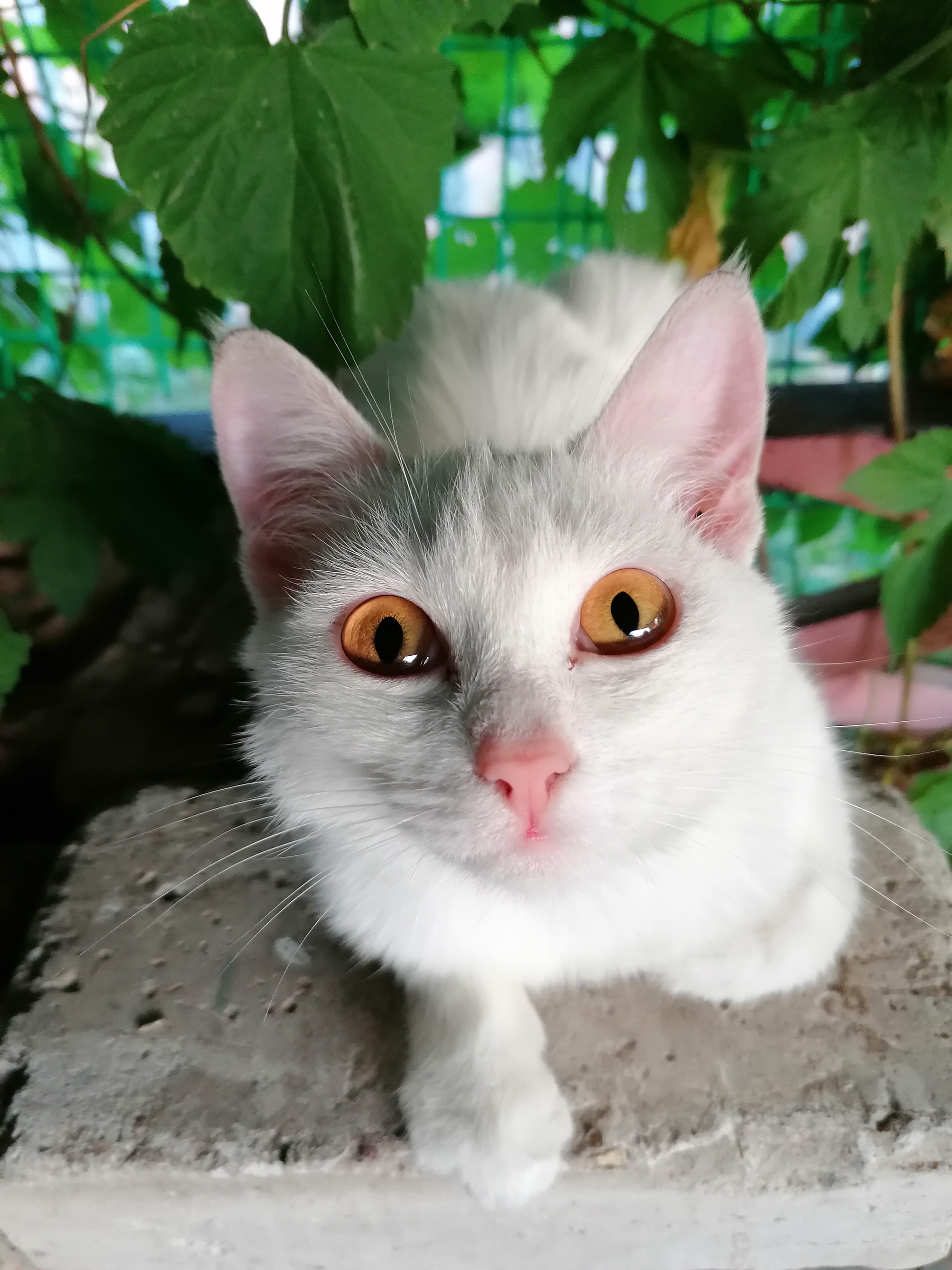 Daily routine - My, Sanya and Marina, Rural life, Longpost, cat