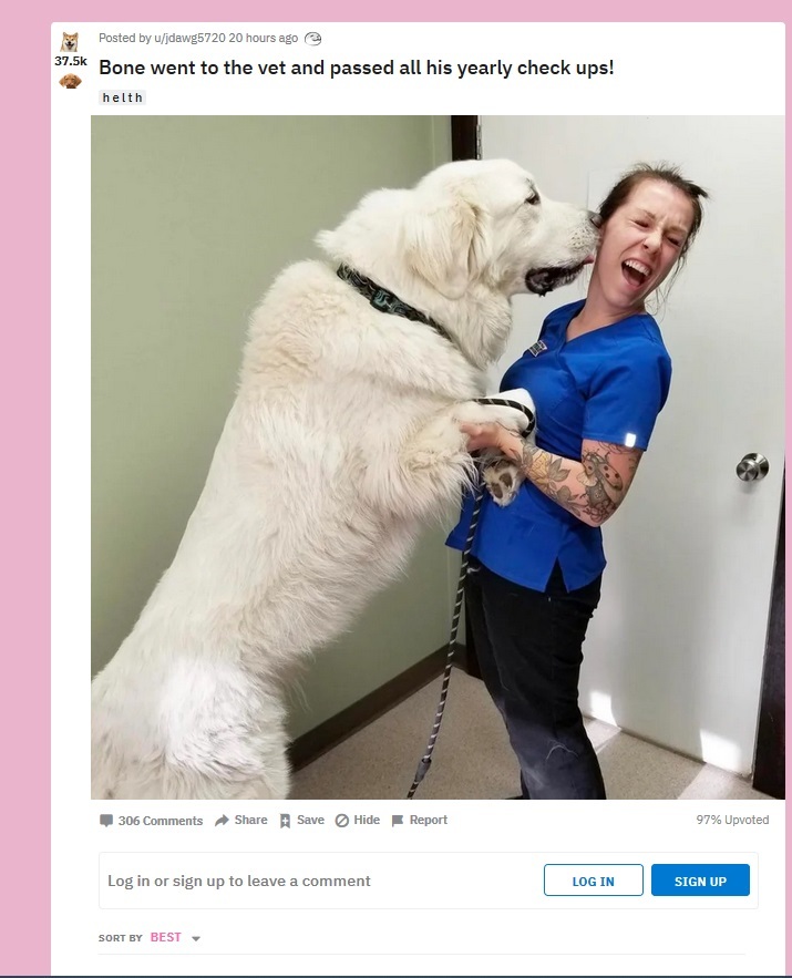 Reply to the post “Big Boy Has Been Checked by the Vet” - Dog, Milota, Vet, Big, The size, St. Bernard, Large Pyrenean Dog, Reply to post, Longpost