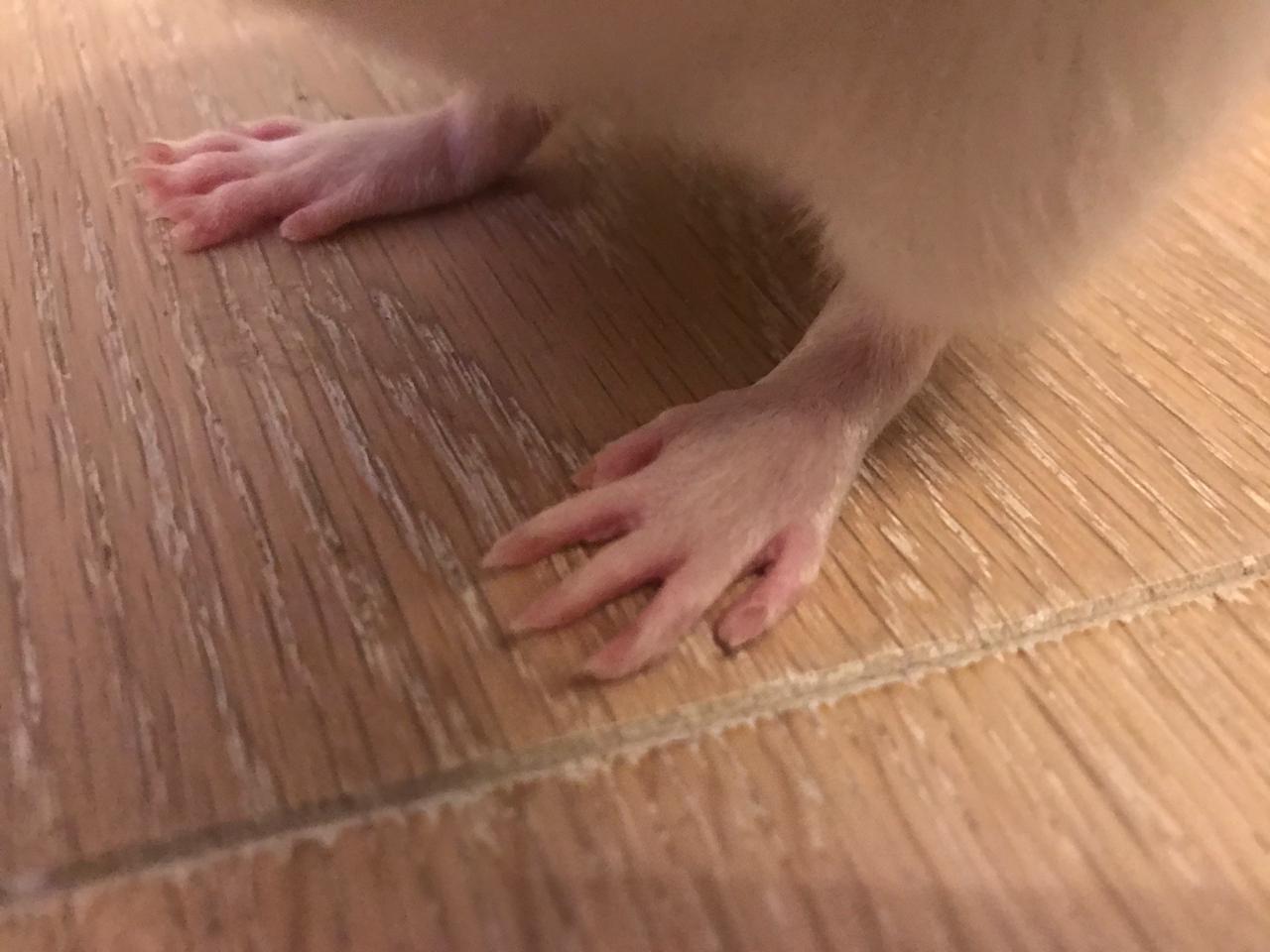 Paws - My, Paws, Decorative rats