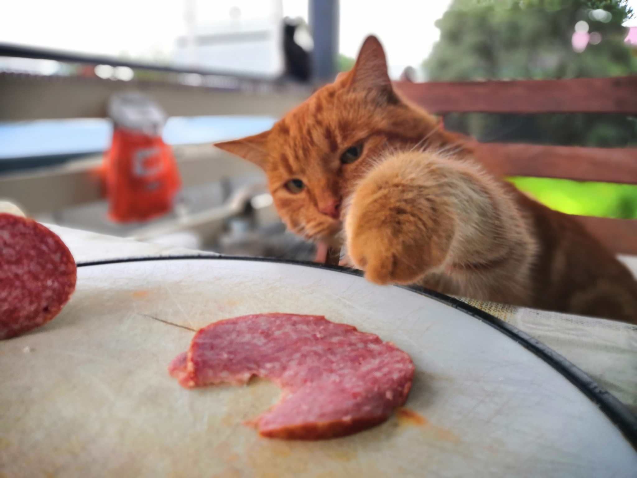 Want sausage! - My, cat, Sausage