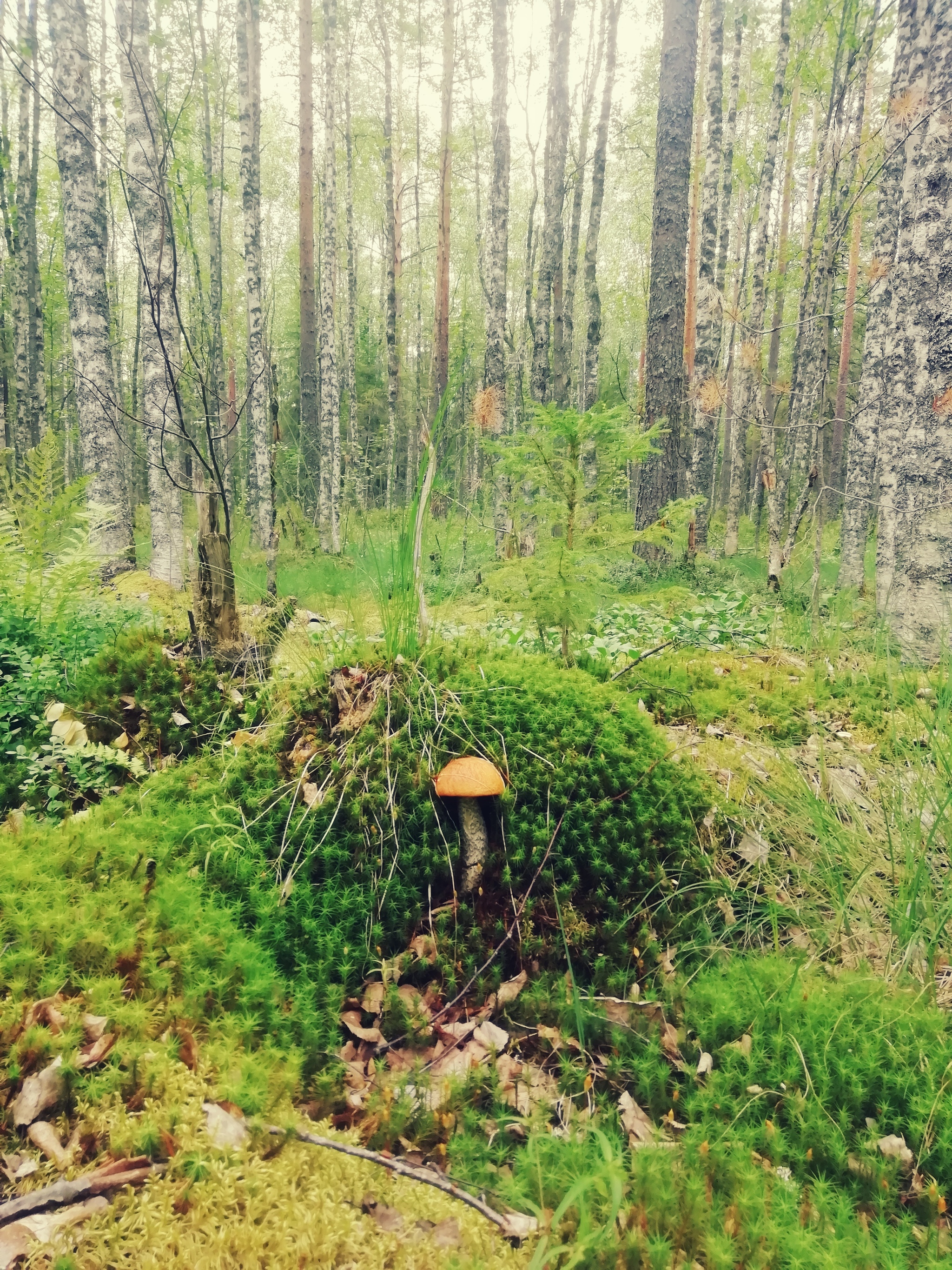 Karelia - My, Карелия, Village, No filters, Longpost, The photo, Nature