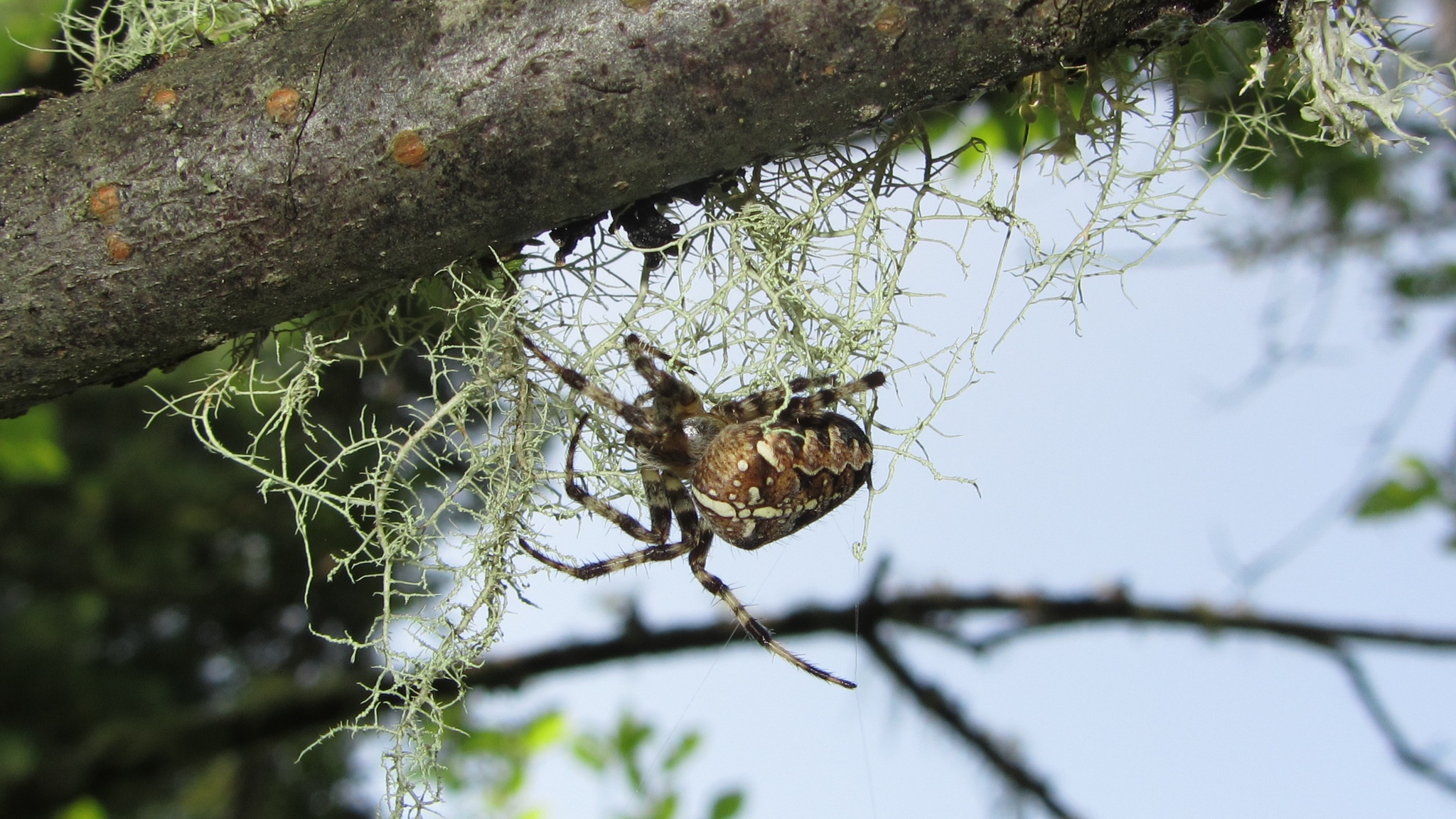 Animals of Altai - My, Animals, Insects, Altai Republic, The photo, Longpost