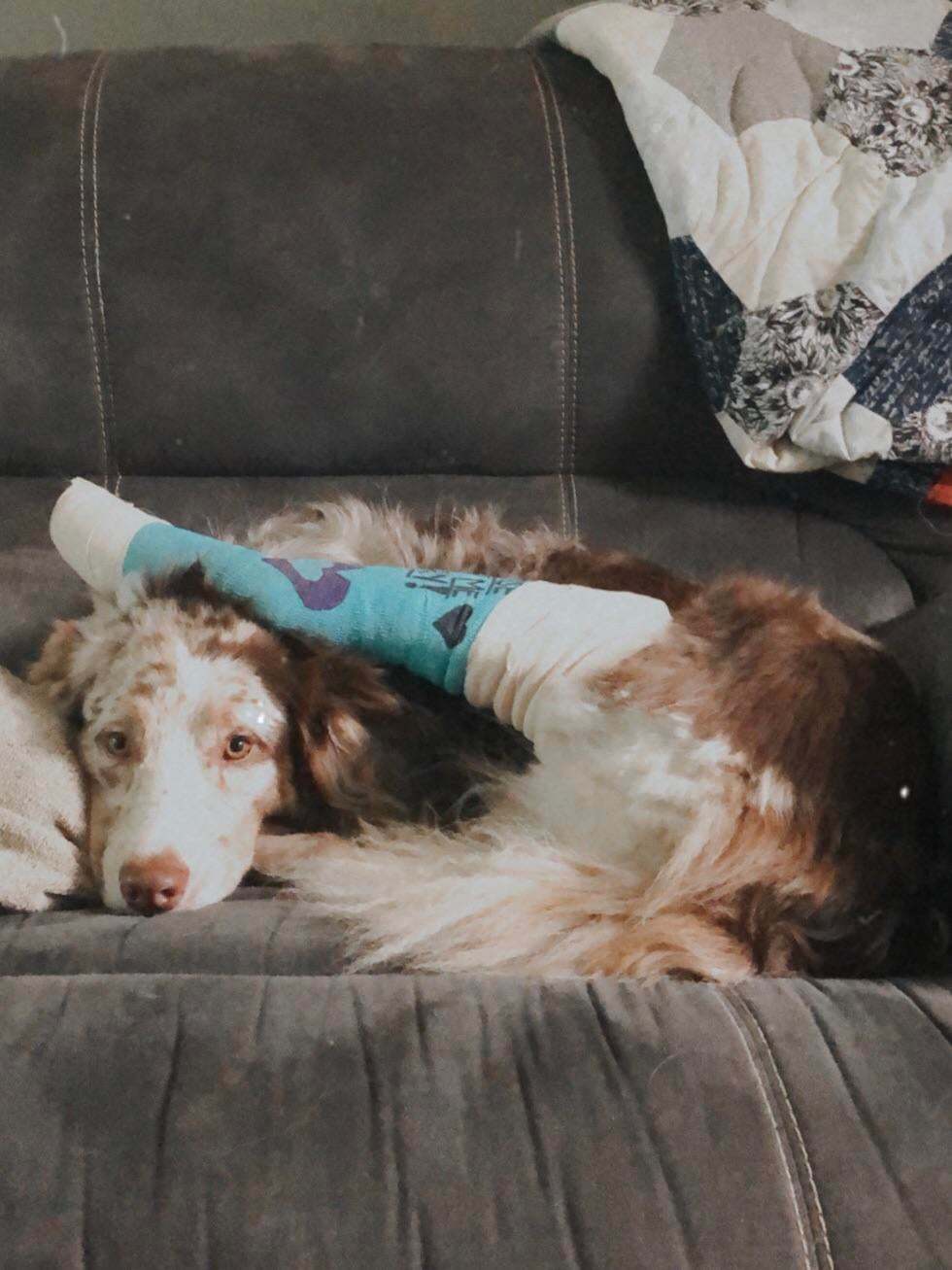 My dog ??Maple broke her leg and they put her in a cast. Now this is the only way she can lie on the couch. - Animals, Dog, Fracture, Paws, Pose, Reddit