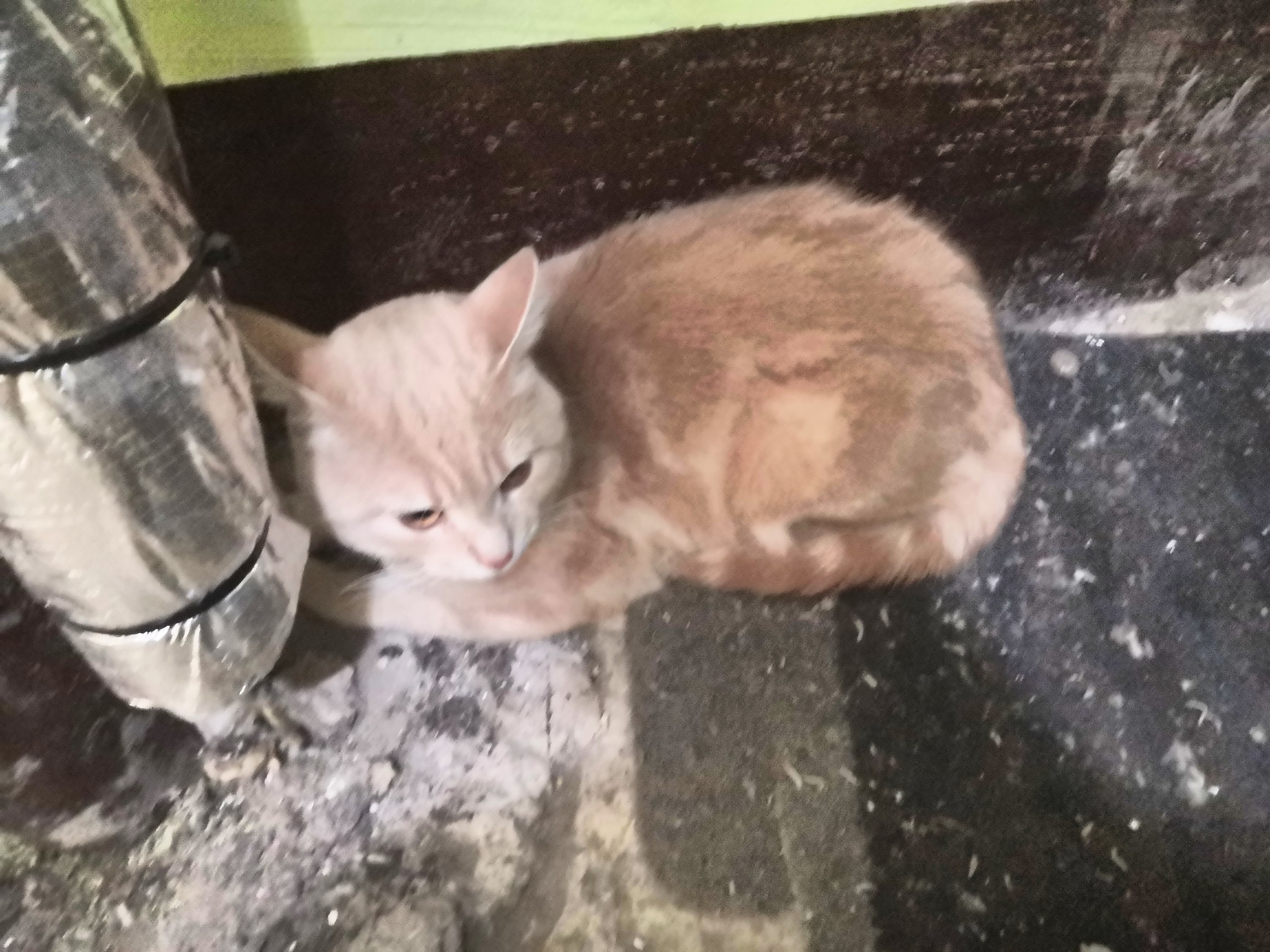 Peach is looking for a home! St. Petersburg - My, Lost cat, Lost, In good hands, Found a cat, Overexposure, Longpost, Saint Petersburg, Institute of Technology, No rating, cat