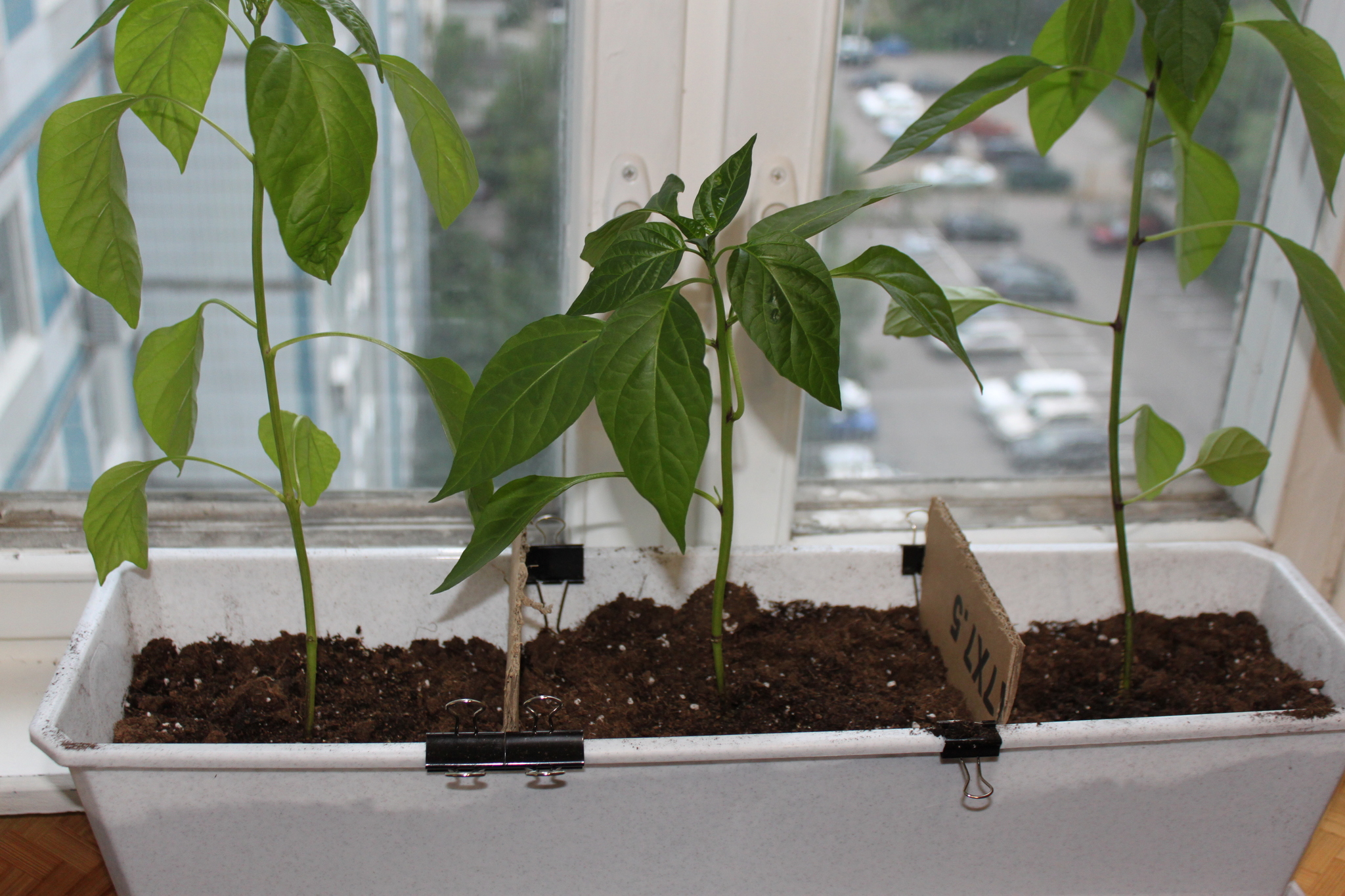 Reply to the post “Khimki peppers are looking for owners [Found]” - My, Pepper farming, Pepper, Growing, Reply to post, Longpost