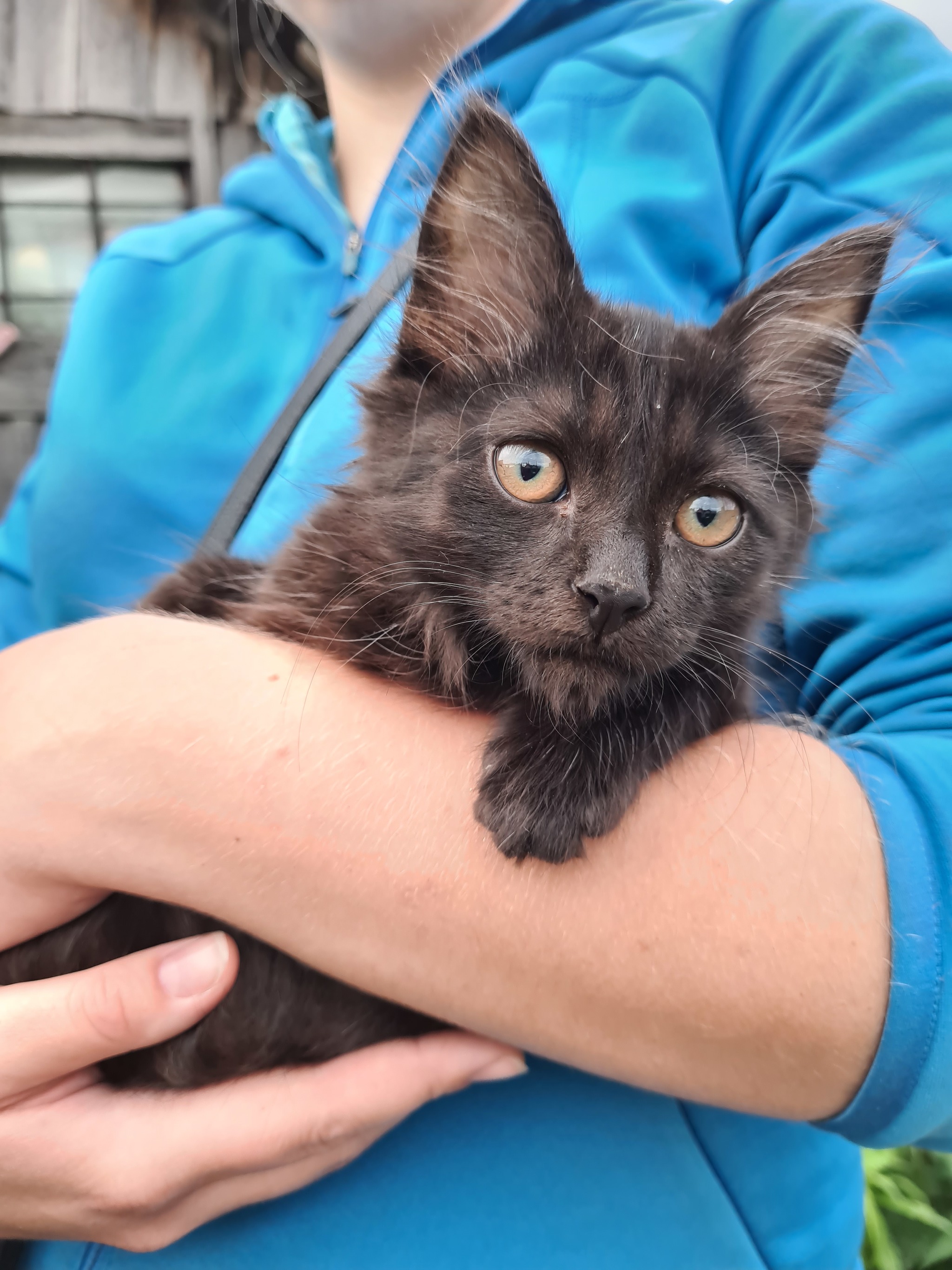 A beautiful black cat is looking for a home! - Saint Petersburg, Leningrad region, Longpost, In good hands, cat, Kittens, No rating, Animal shelter