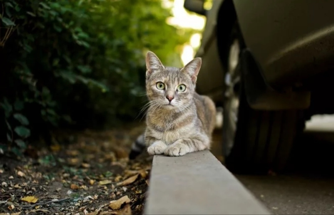 I saw this guy in the parking lot today. - My, cat, Find, Lost, Ramenskoe, Found a cat